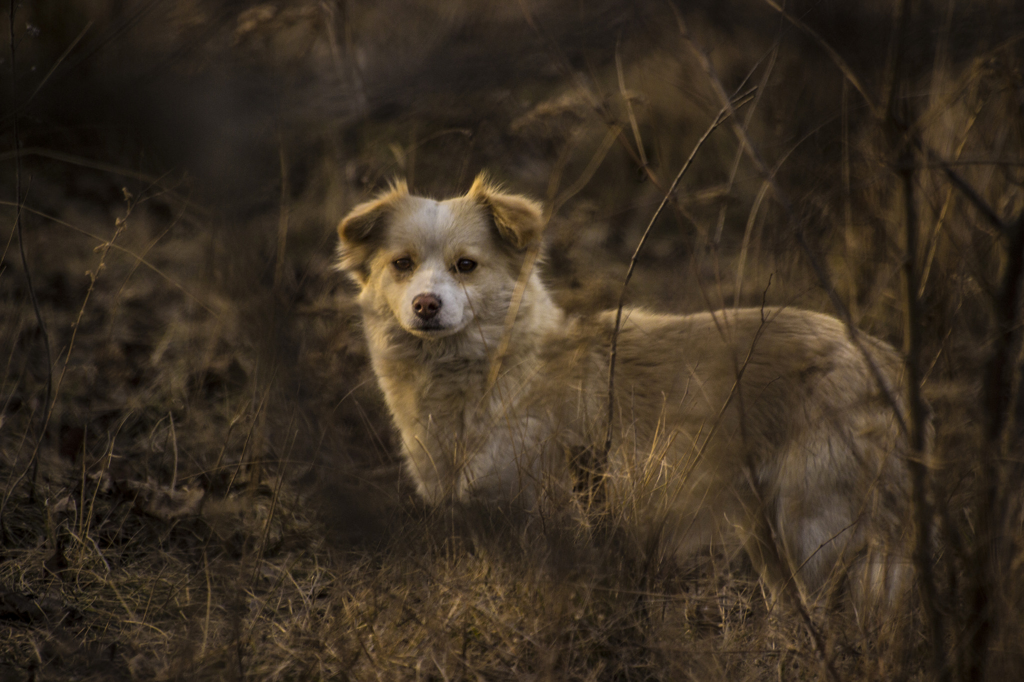 Canon EOS 600D (Rebel EOS T3i / EOS Kiss X5) + Sigma 70-300mm F4-5.6 APO DG Macro sample photo. Cute dog in the forest photography