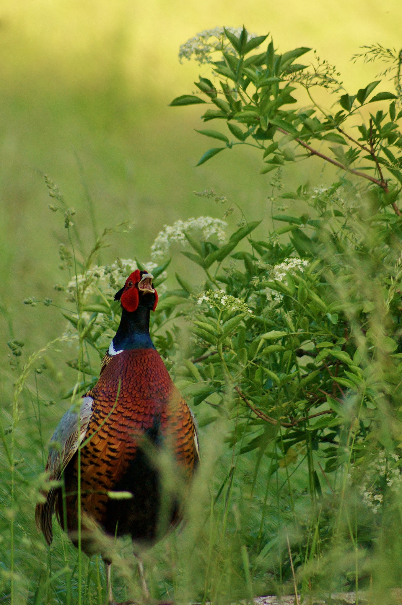 Sony 75-300mm F4.5-5.6 sample photo. Pheasant at sunrise photography