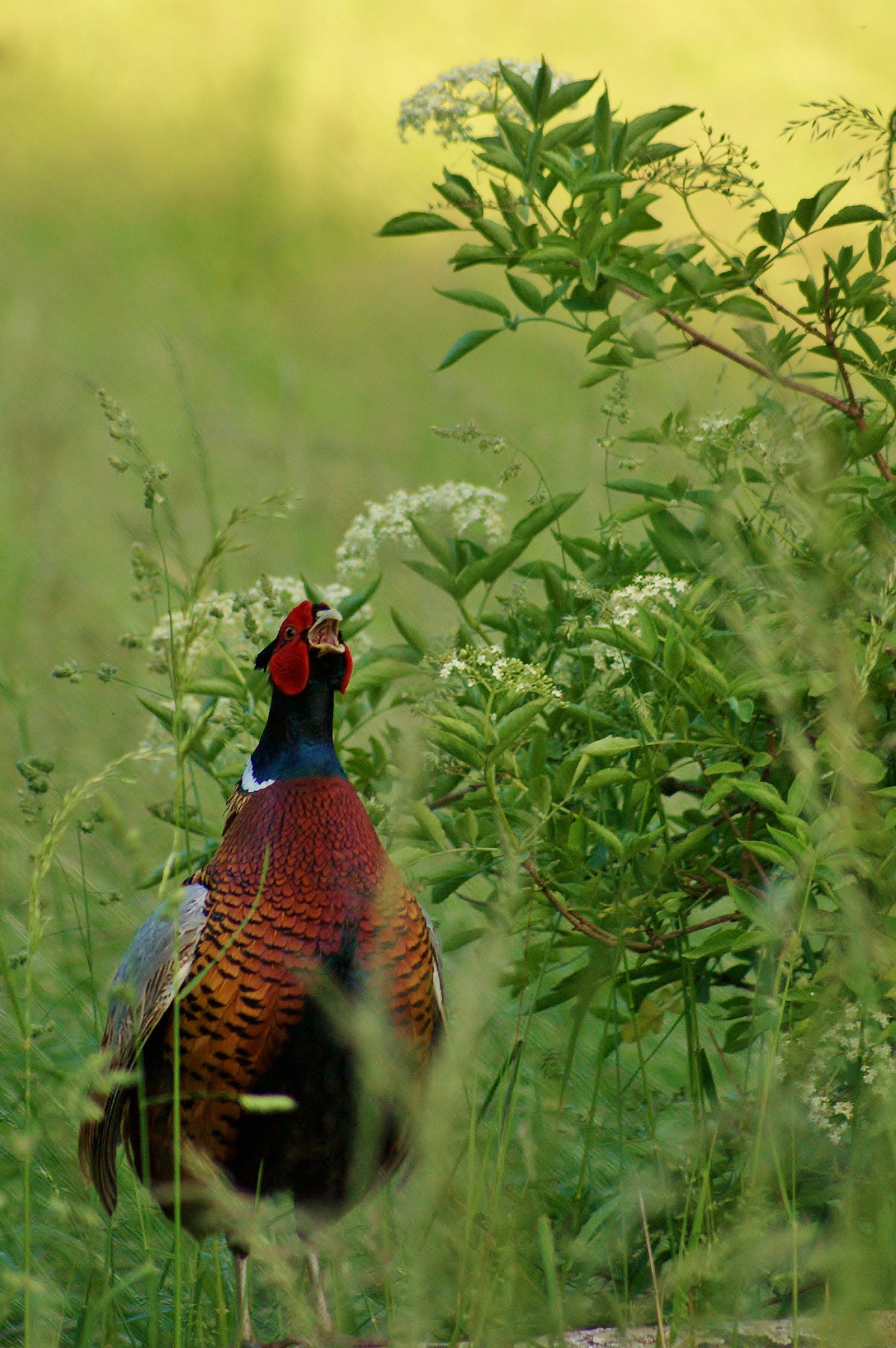 Sony Alpha DSLR-A390 + Sony 75-300mm F4.5-5.6 sample photo. Pheasant at sunrise photography