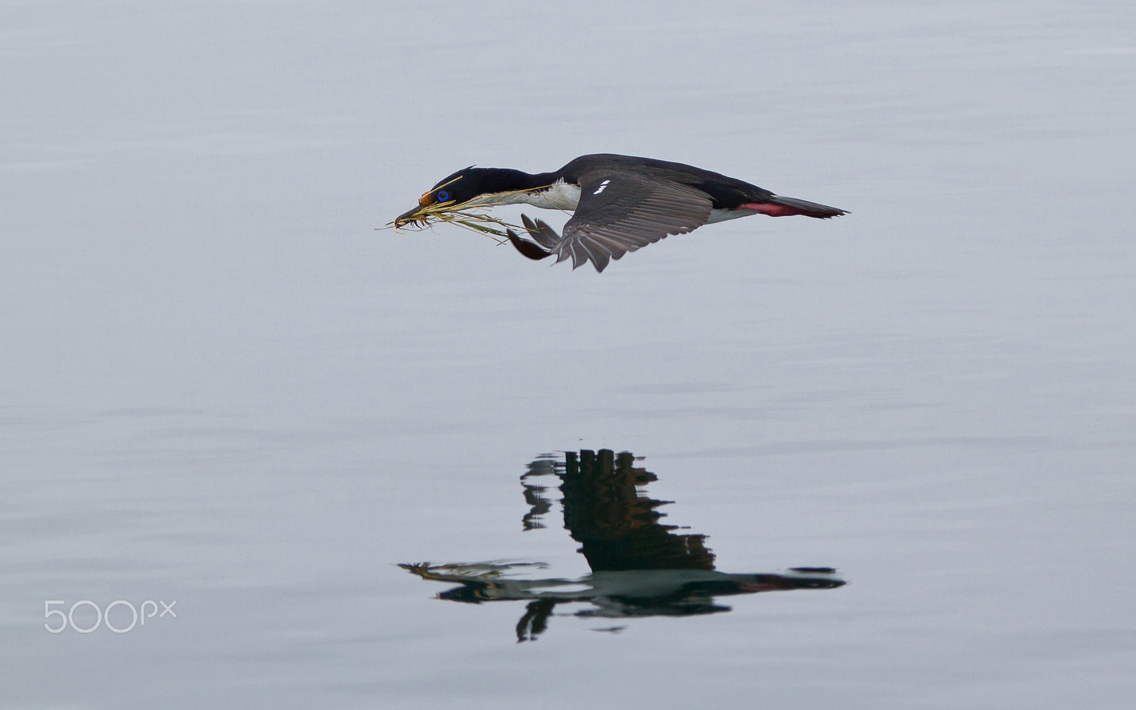 Canon EF 100-400mm F4.5-5.6L IS USM sample photo. Imperial shag over beagle channel photography