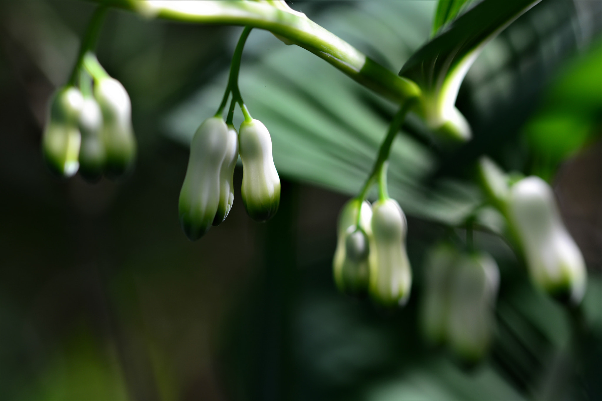 Sigma 105mm F2.8 EX DG OS HSM sample photo. B photography