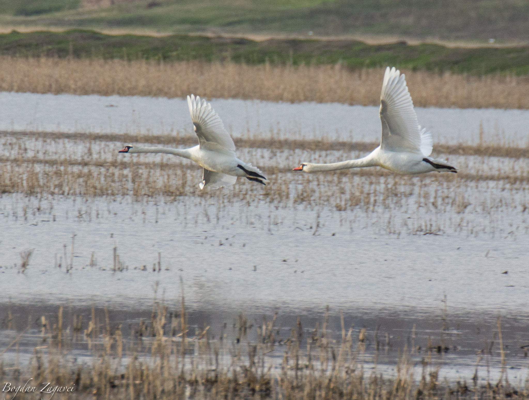 Canon EOS 600D (Rebel EOS T3i / EOS Kiss X5) + Tamron SP 35mm F1.8 Di VC USD sample photo. Mute swan (cygnus olor) photography