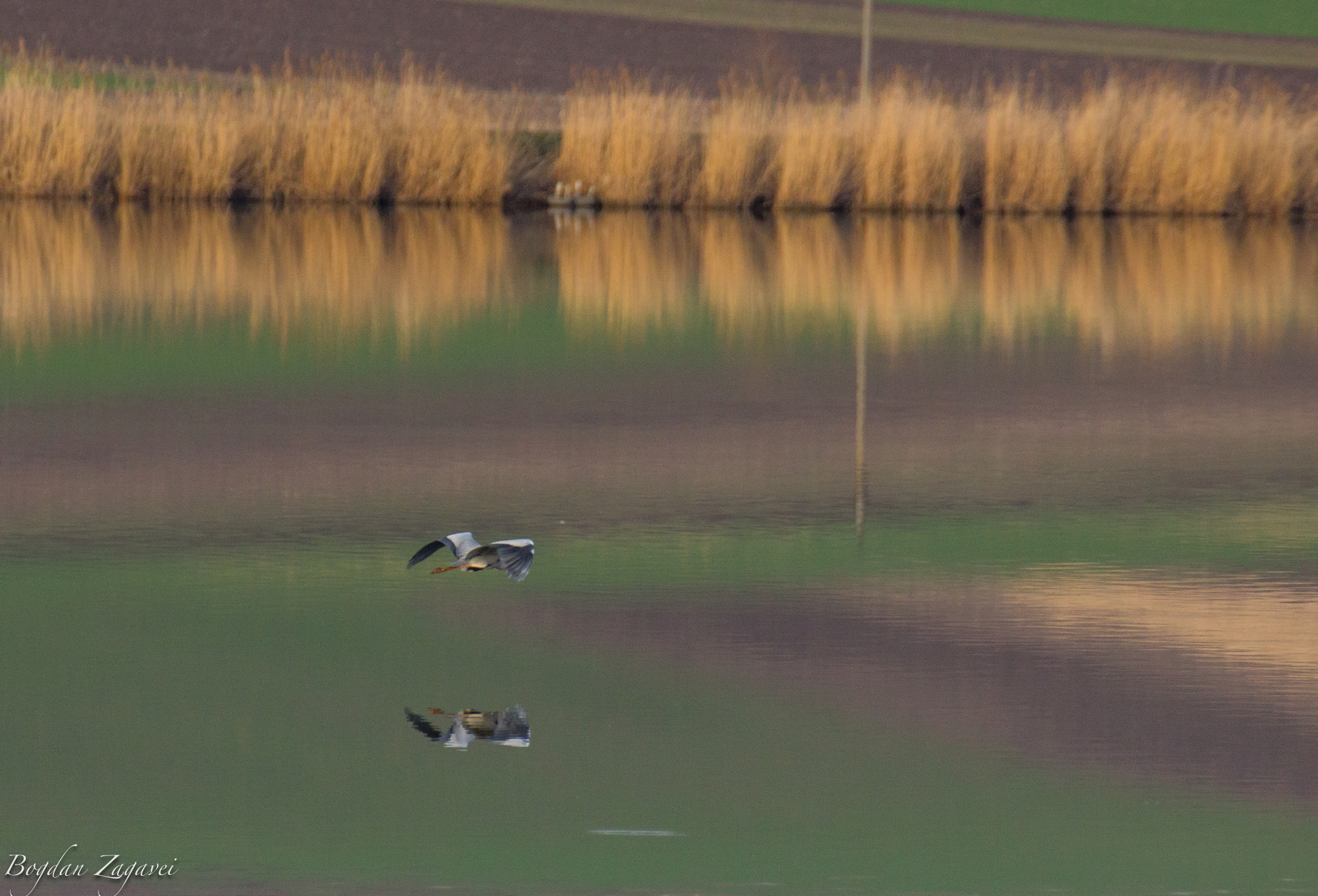 Tamron SP 35mm F1.8 Di VC USD sample photo. The grey heron (ardea cinerea) photography