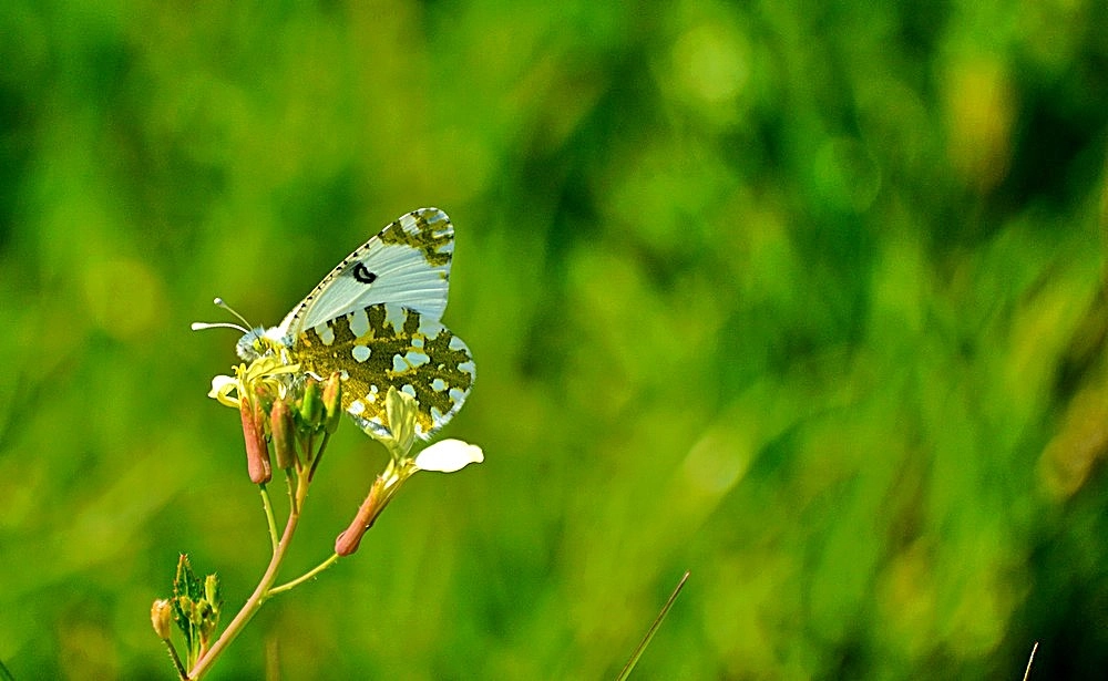 Nikon D7100 + Sigma 70-300mm F4-5.6 APO Macro Super II sample photo. Euchloe belemia - akdeniz oyklösü photography