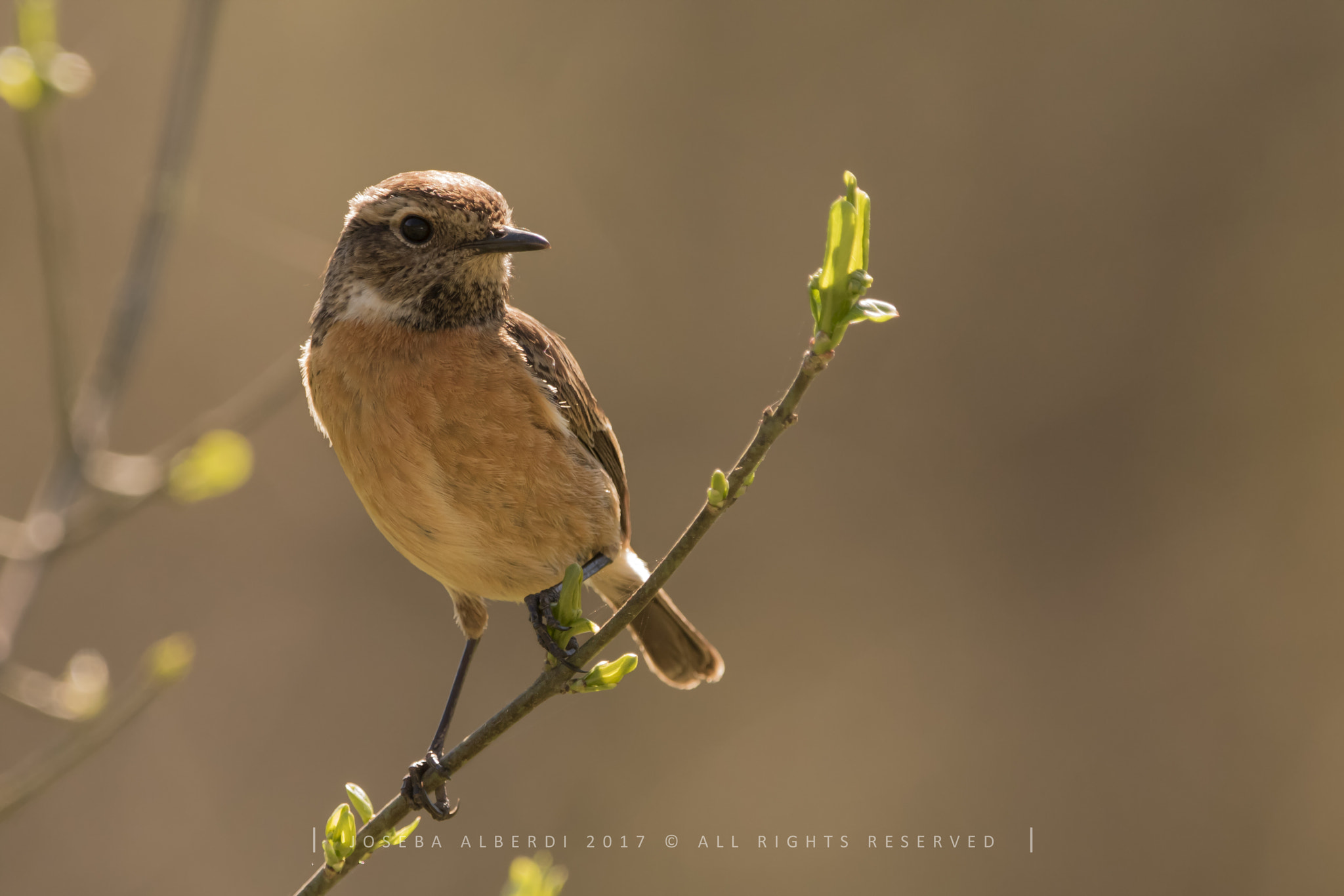 Nikon D5500 sample photo. Common stonechat (female) photography