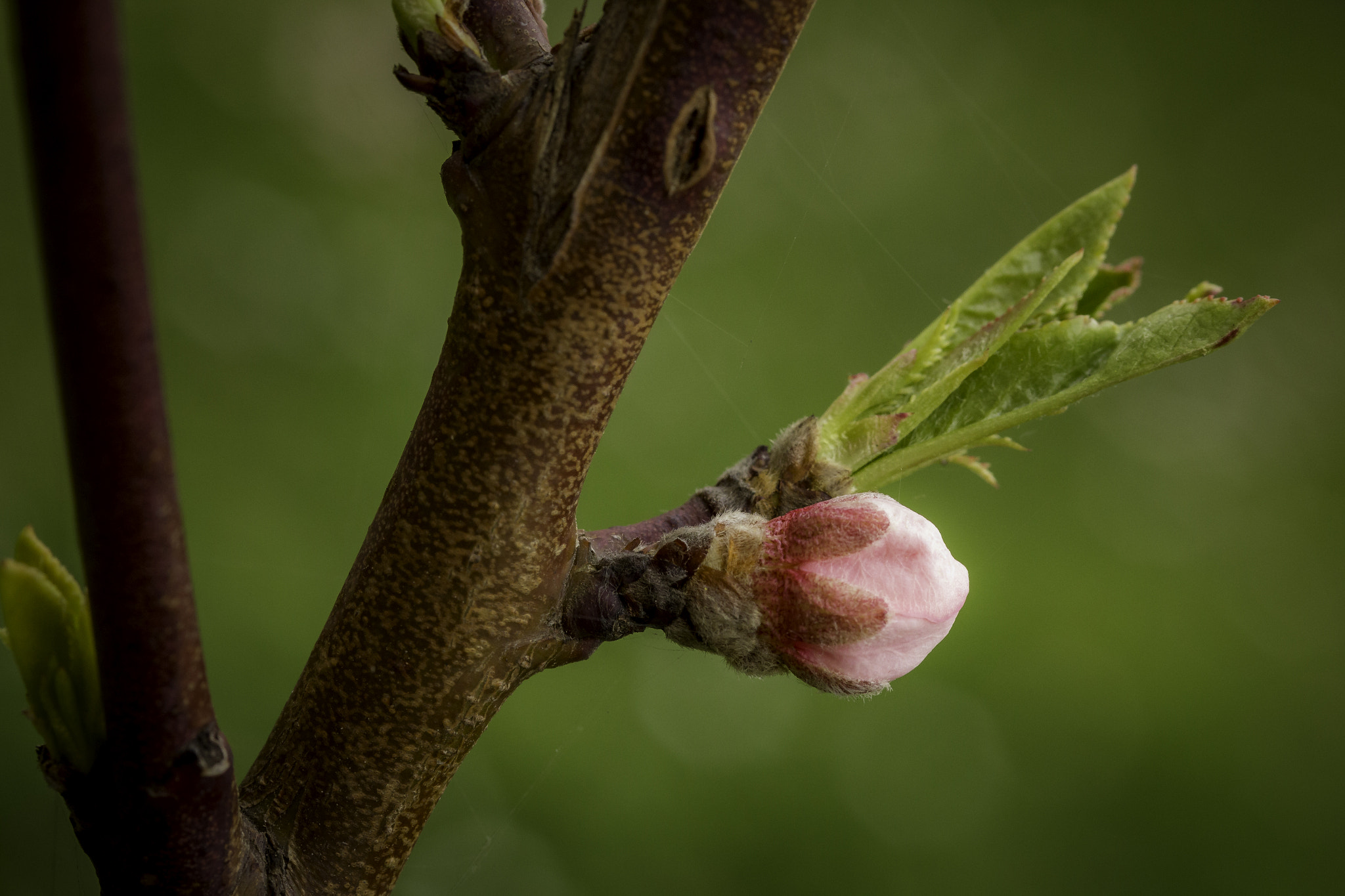 Canon EF-S 60mm F2.8 Macro USM sample photo. Earlyspringbud photography
