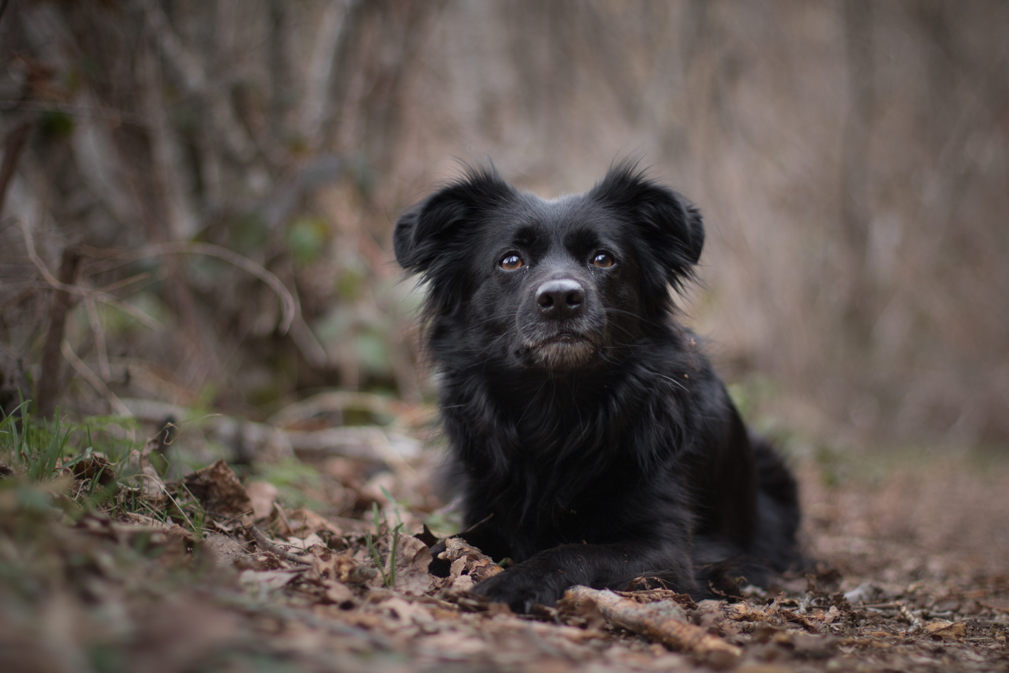 Canon EOS 750D (EOS Rebel T6i / EOS Kiss X8i) + Canon EF 50mm F1.4 USM sample photo. Nube en el bosque photography