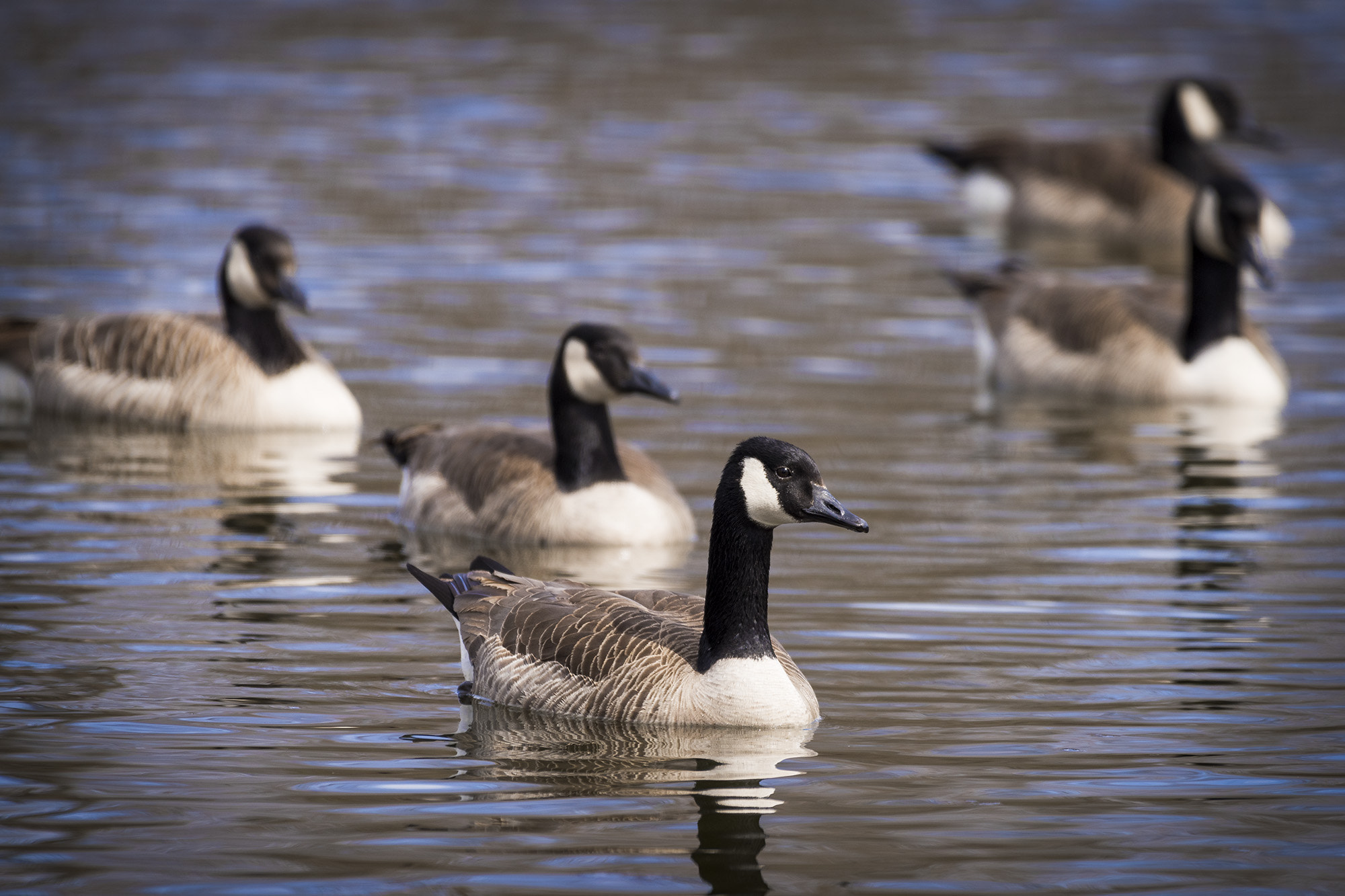 Nikon AF-S Nikkor 200-500mm F5.6E ED VR sample photo. Follow the leader photography