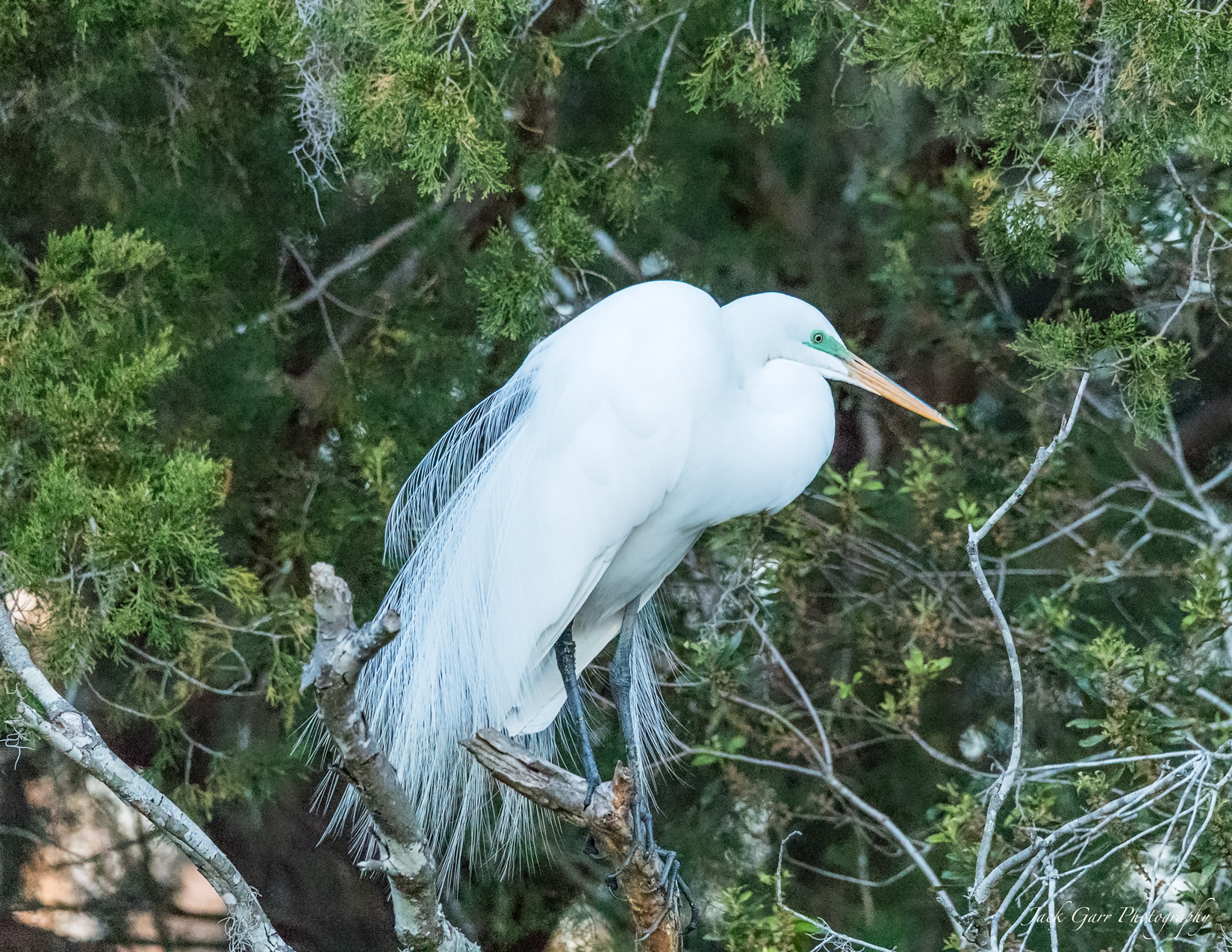150-600mm F5-6.3 DG OS HSM | Sports 014 sample photo. Great white egret mating plumage photography