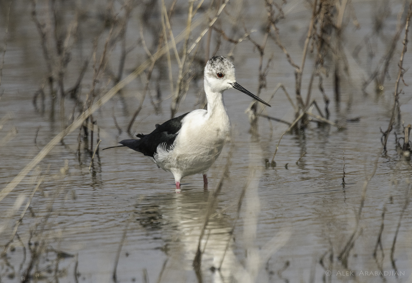 Nikon D500 + Nikon AF-S Nikkor 800mm F5.6E FL ED VR sample photo. Long legs photography