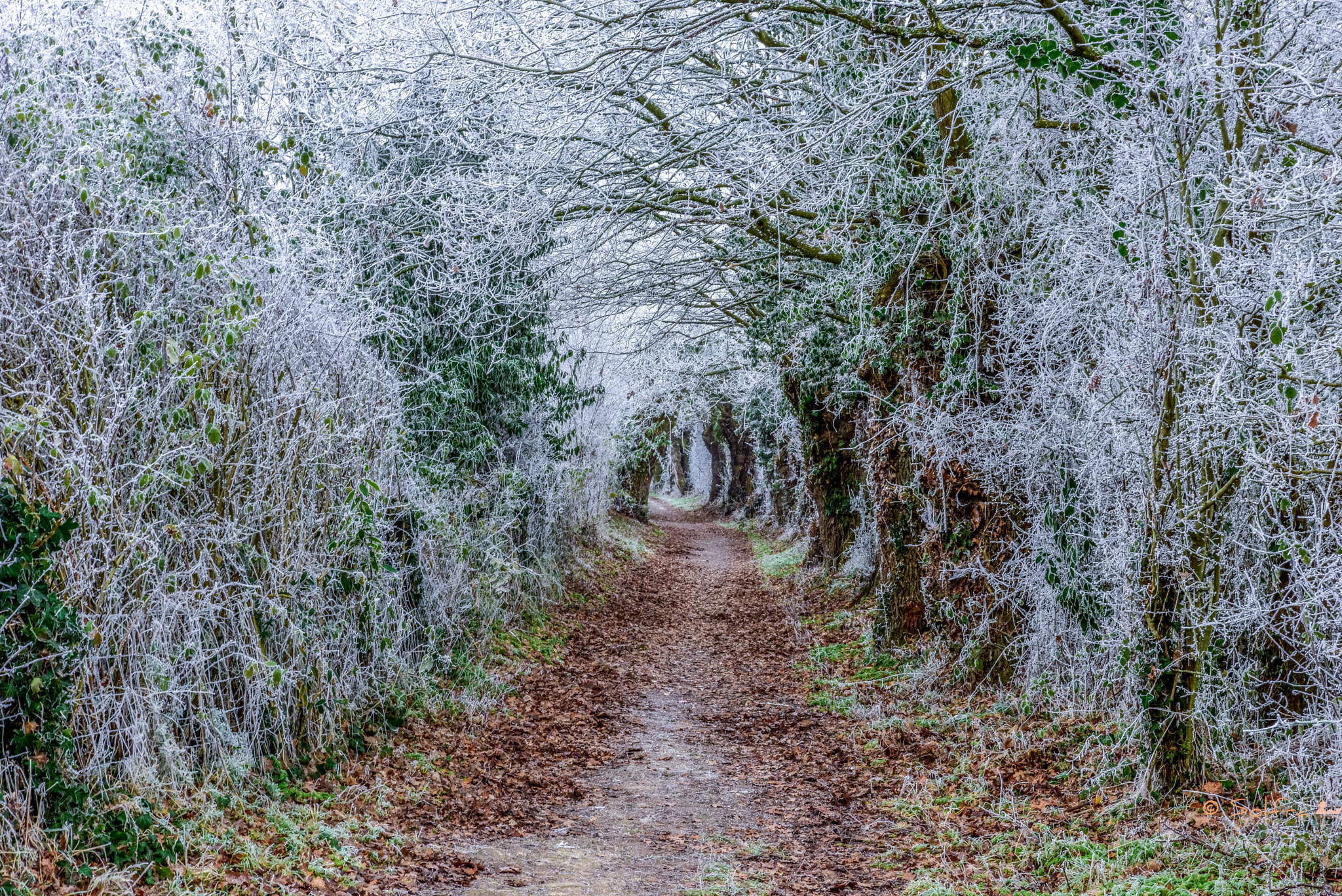 Tamron SP 24-70mm F2.8 Di VC USD sample photo. Chemin des frimas photography