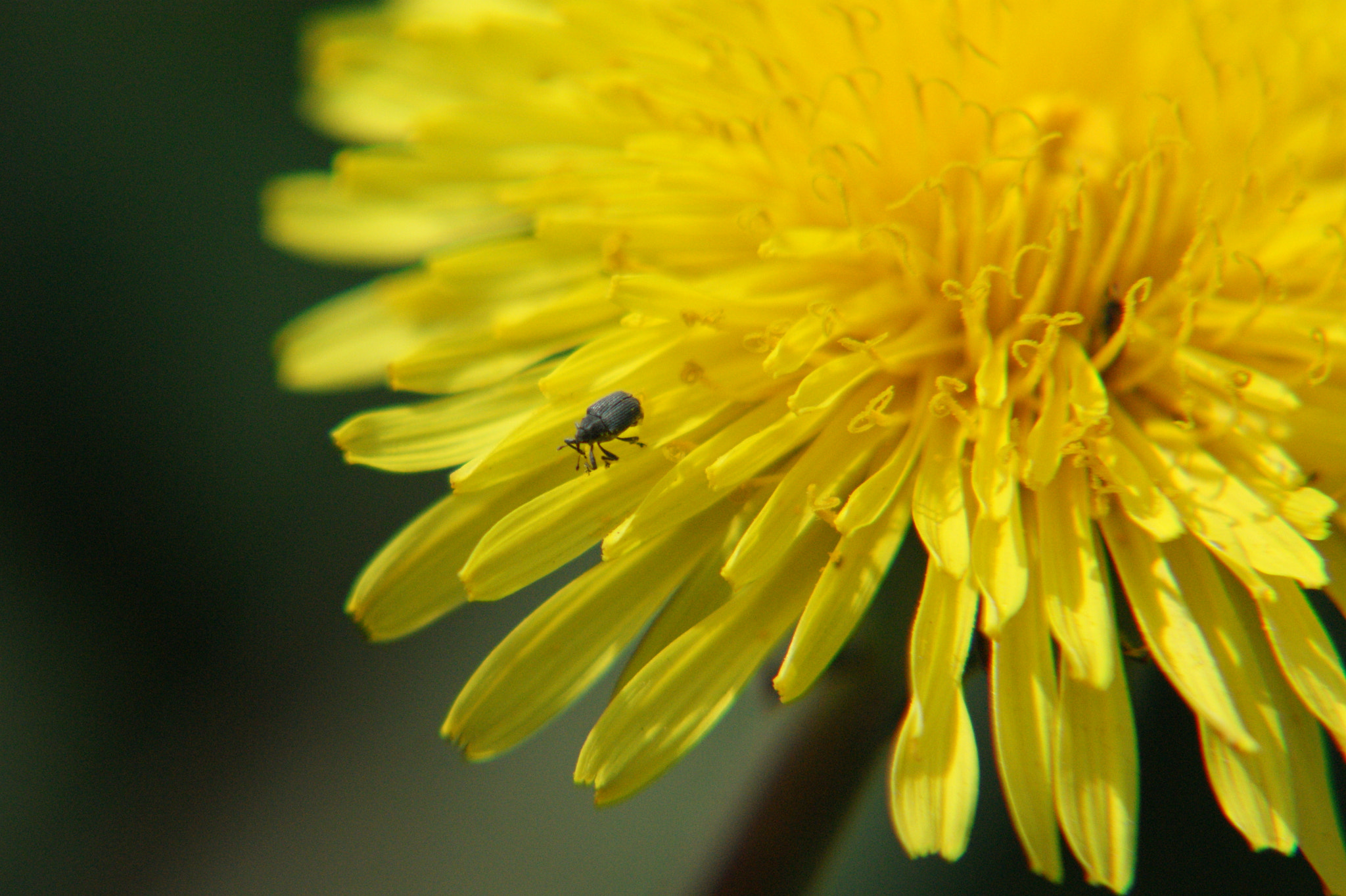 Sony Alpha DSLR-A350 sample photo. Tiny life photography