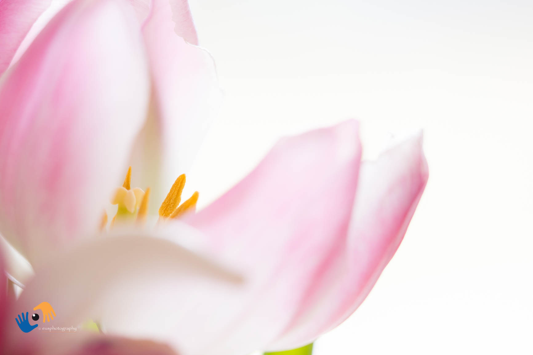Olympus OM-D E-M1 Mark II + Olympus M.Zuiko Digital ED 40-150mm F2.8 Pro sample photo. Springcolors photography
