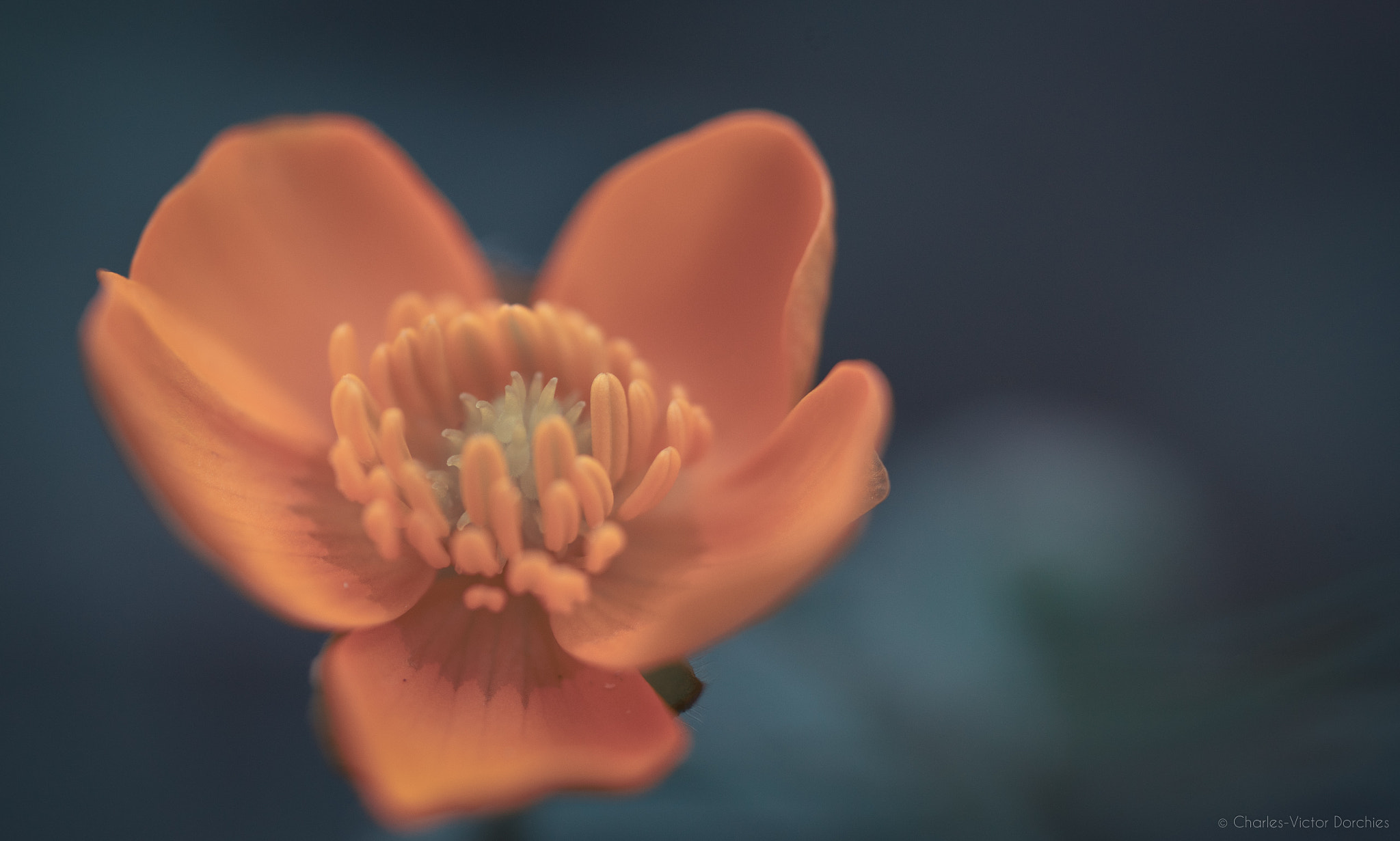 Sony a7 II + Sony FE 90mm F2.8 Macro G OSS sample photo. Macro again :) photography