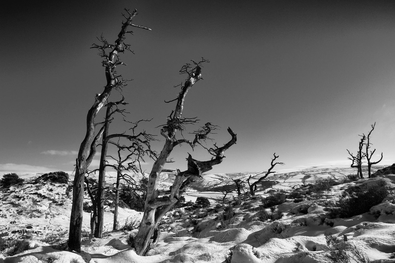 Canon EOS 70D sample photo. Dead tree hill photography