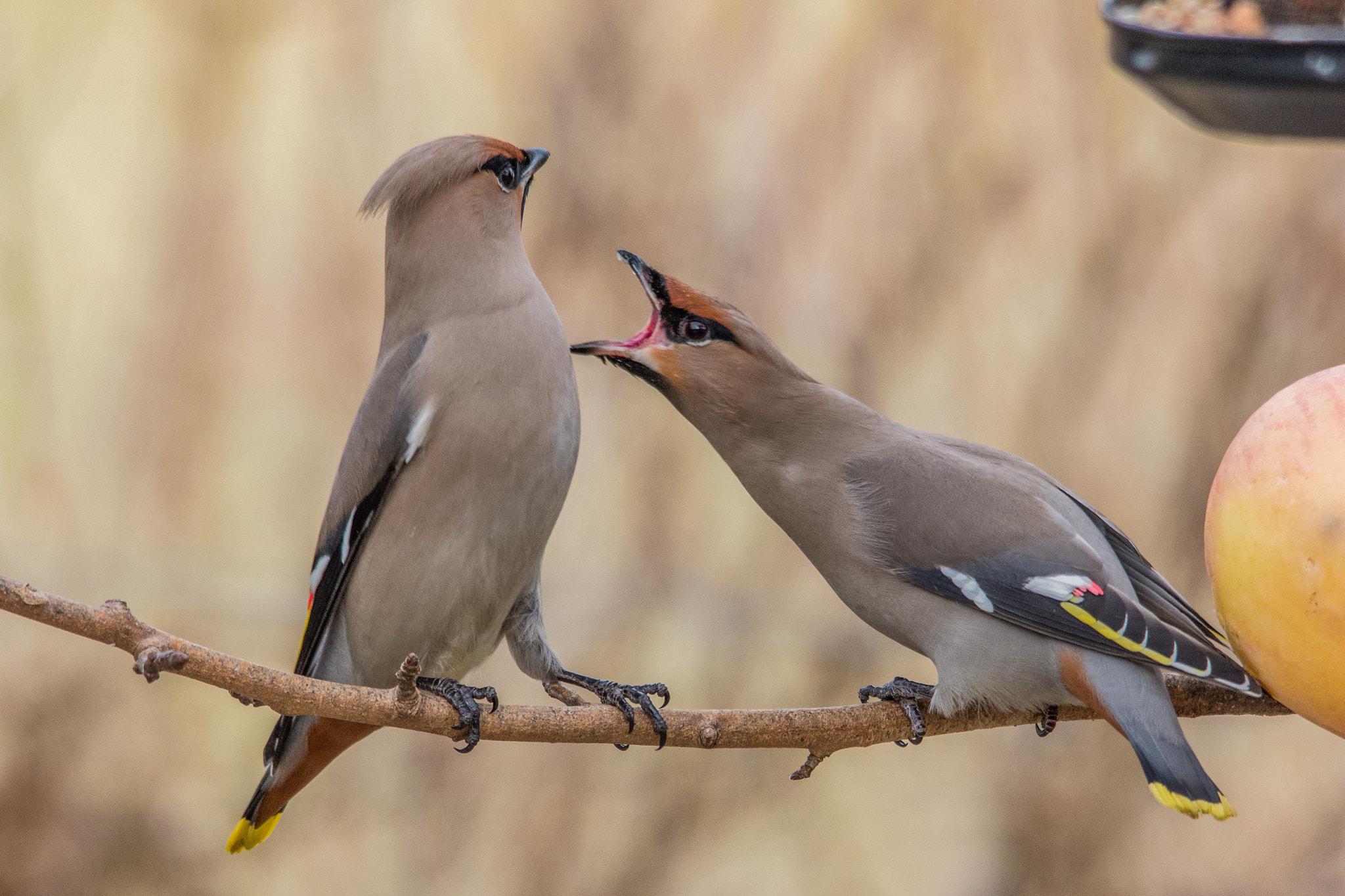 Nikon D7200 sample photo. Bohemian waxwings fighting for food. photography
