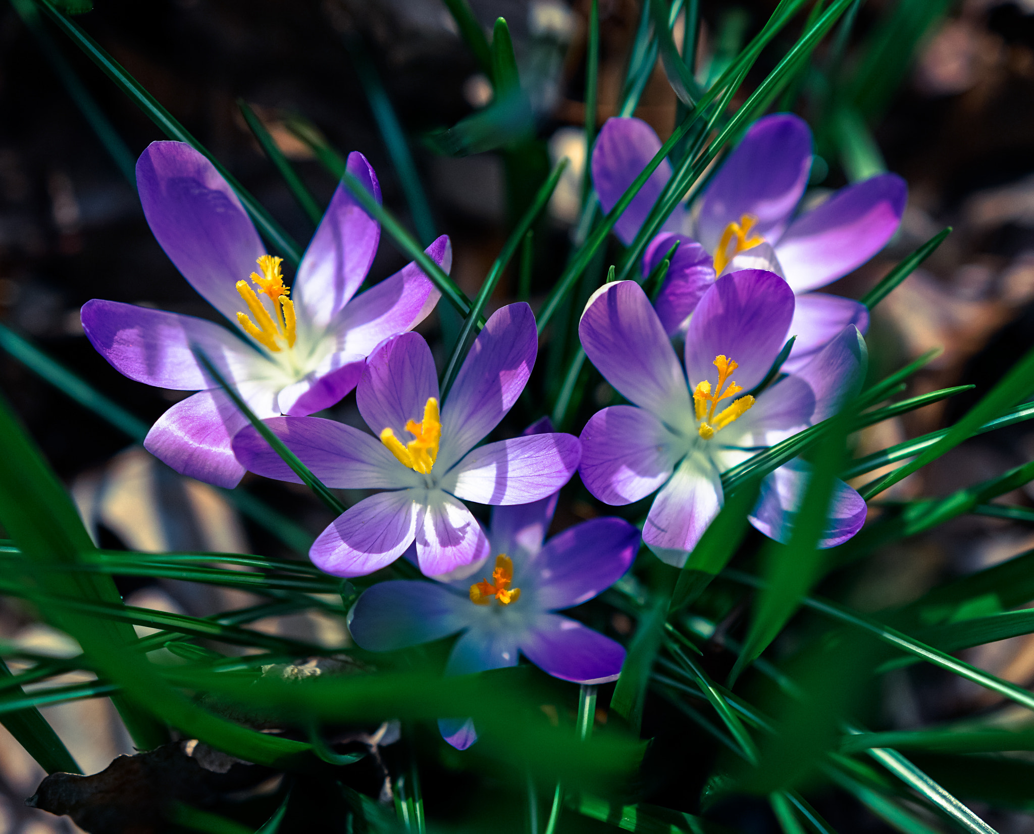 Sony a6300 + 18-35mm F1.8 DC HSM | Art 013 sample photo. Crocuses photography