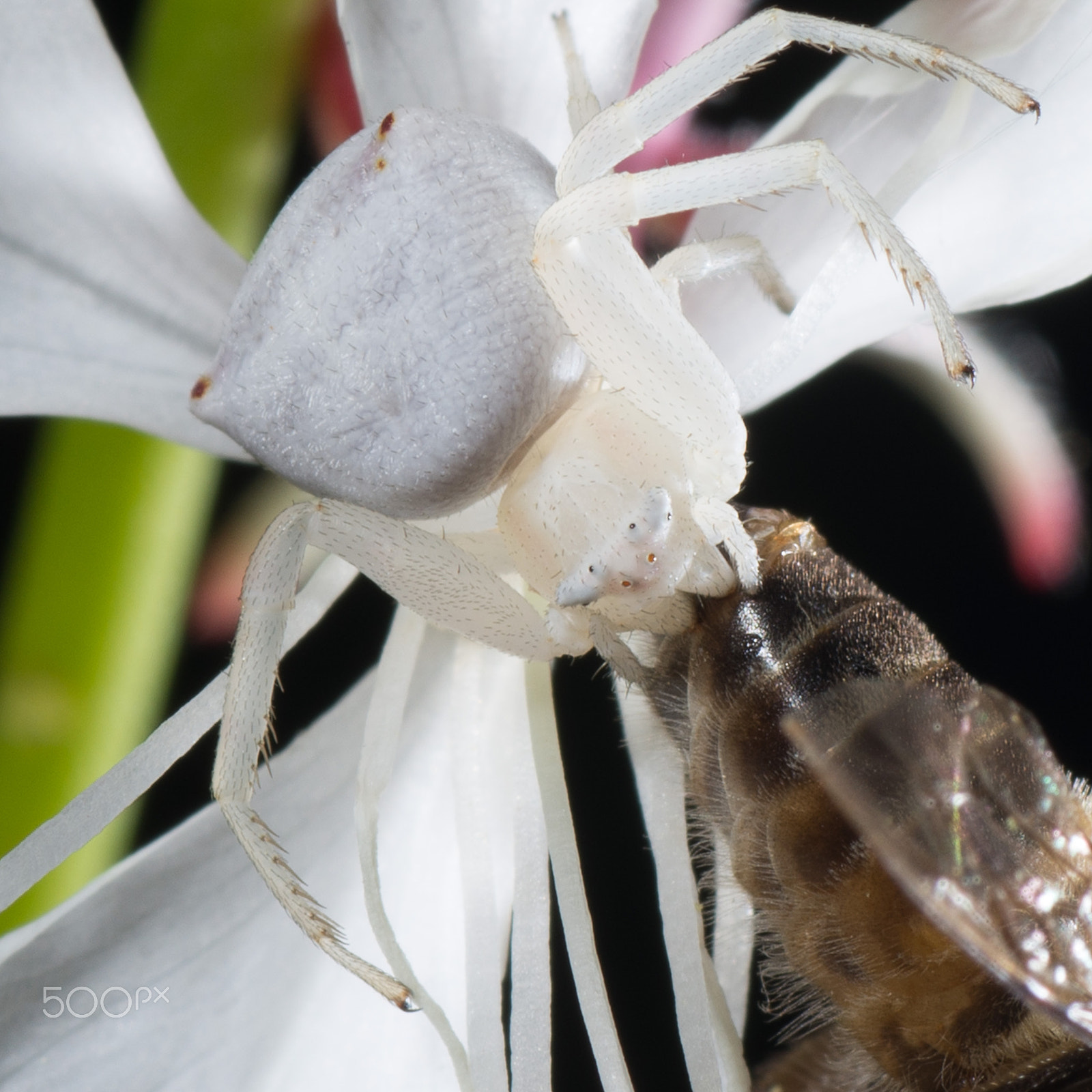 Nikon D600 sample photo. Crab spider photography