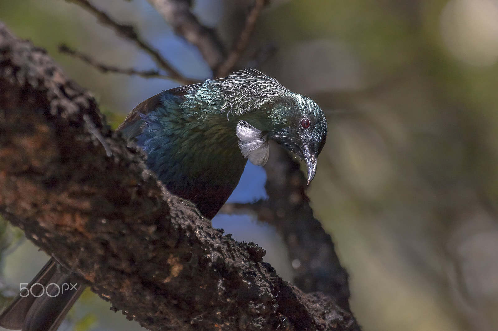 Canon EF 100-400mm F4.5-5.6L IS USM sample photo. Tui photography