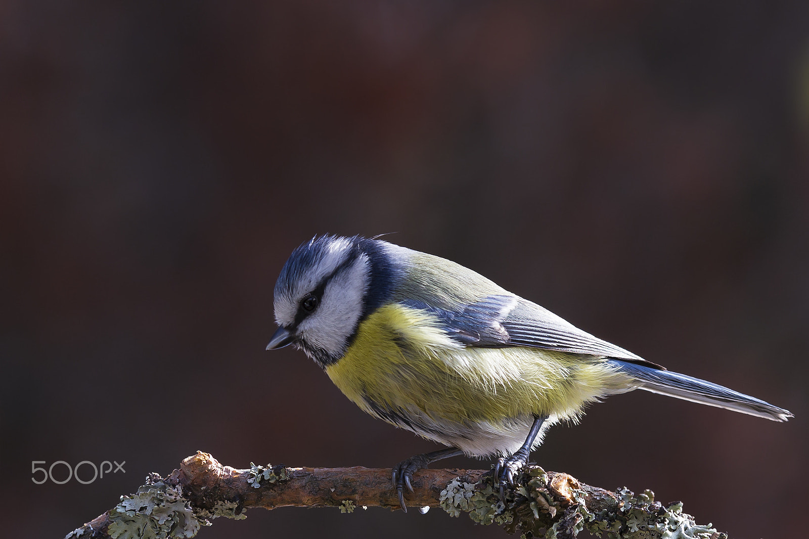 Sigma 70-200mm F2.8 EX DG OS HSM sample photo. Sinitiainen blue tit photography