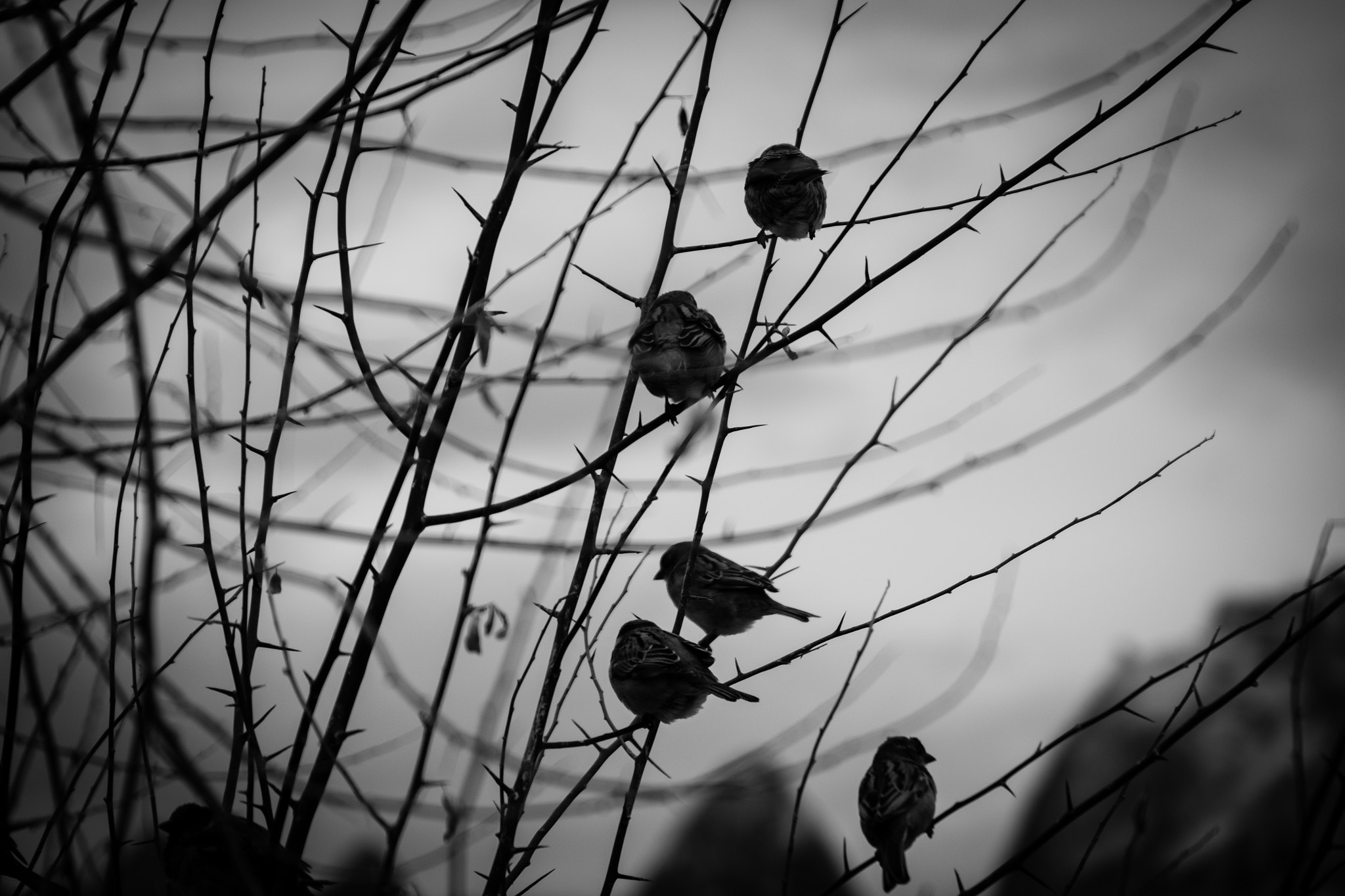 Fujifilm X-T2 + Fujifilm XF 18-135mm F3.5-5.6 R LM OIS WR sample photo. Birds photography