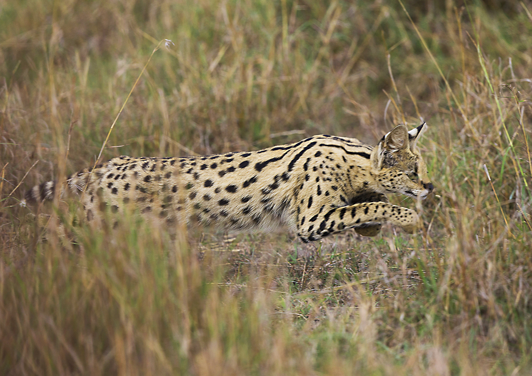 Canon EOS-1D X sample photo. Serval hunting photography