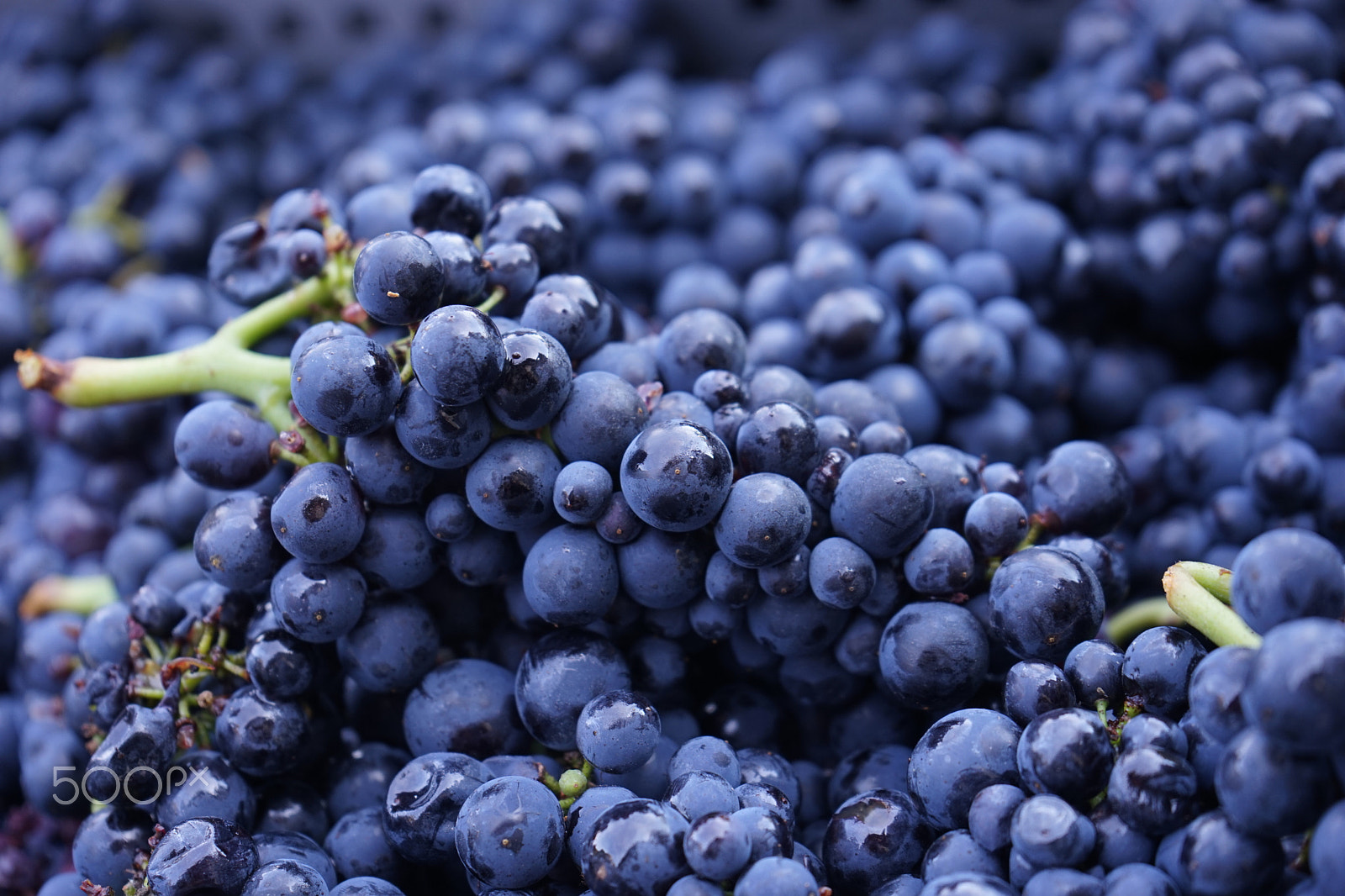 Sony FE 28-70mm F3.5-5.6 OSS sample photo. Wine grapes in burgundy photography