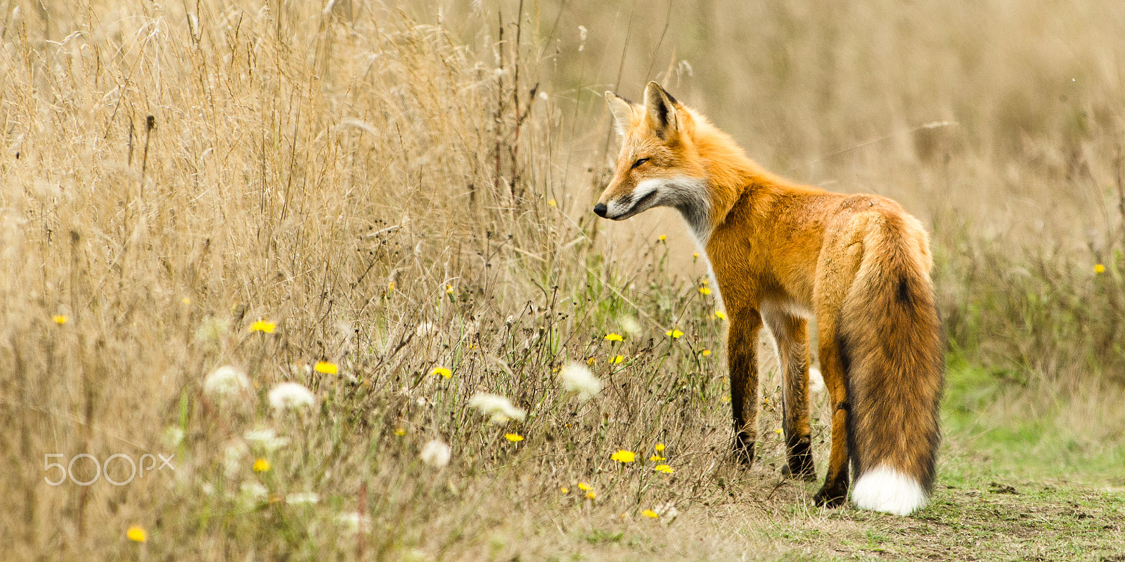 Nikon AF-S Nikkor 70-200mm F4G ED VR sample photo. Fly fox photography