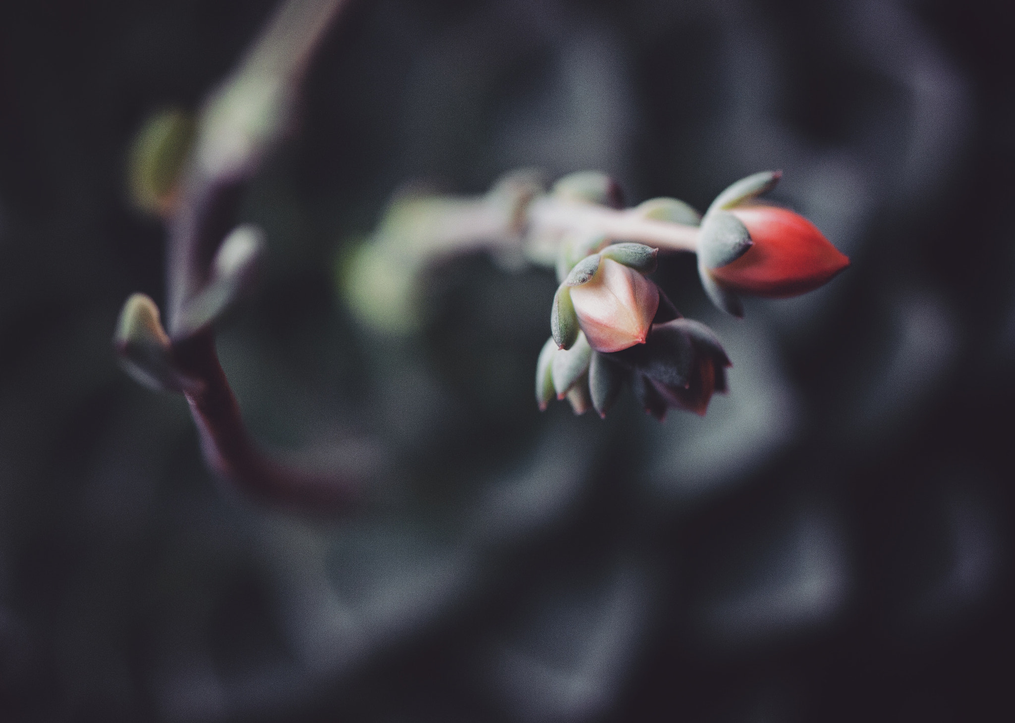 Nikon AF-S Micro-Nikkor 105mm F2.8G IF-ED VR sample photo. Patterns photography