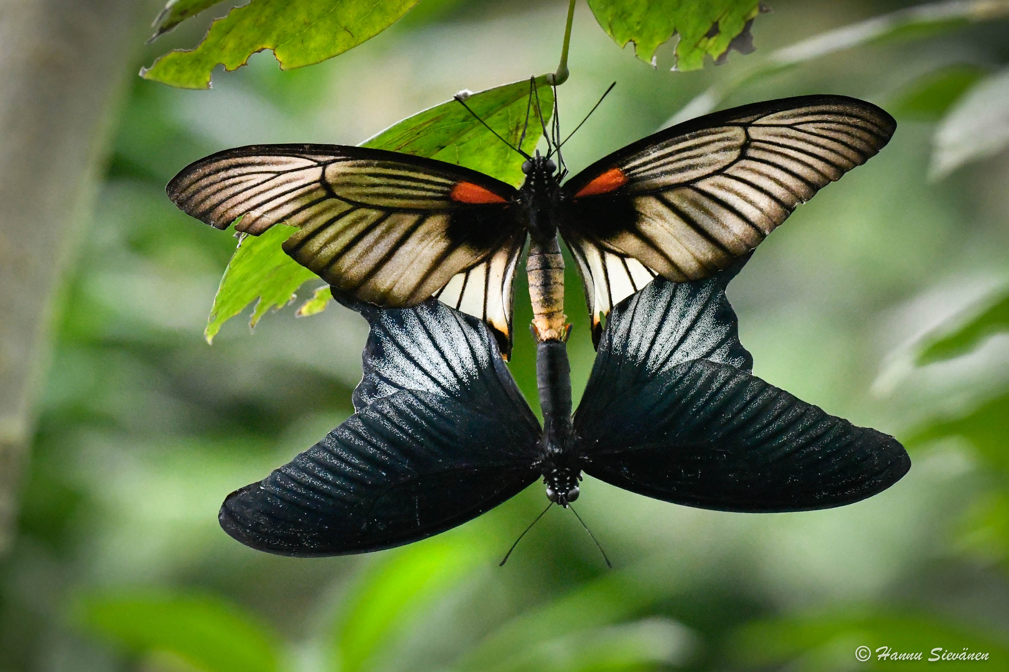 Nikon D500 sample photo. Mariposa photography