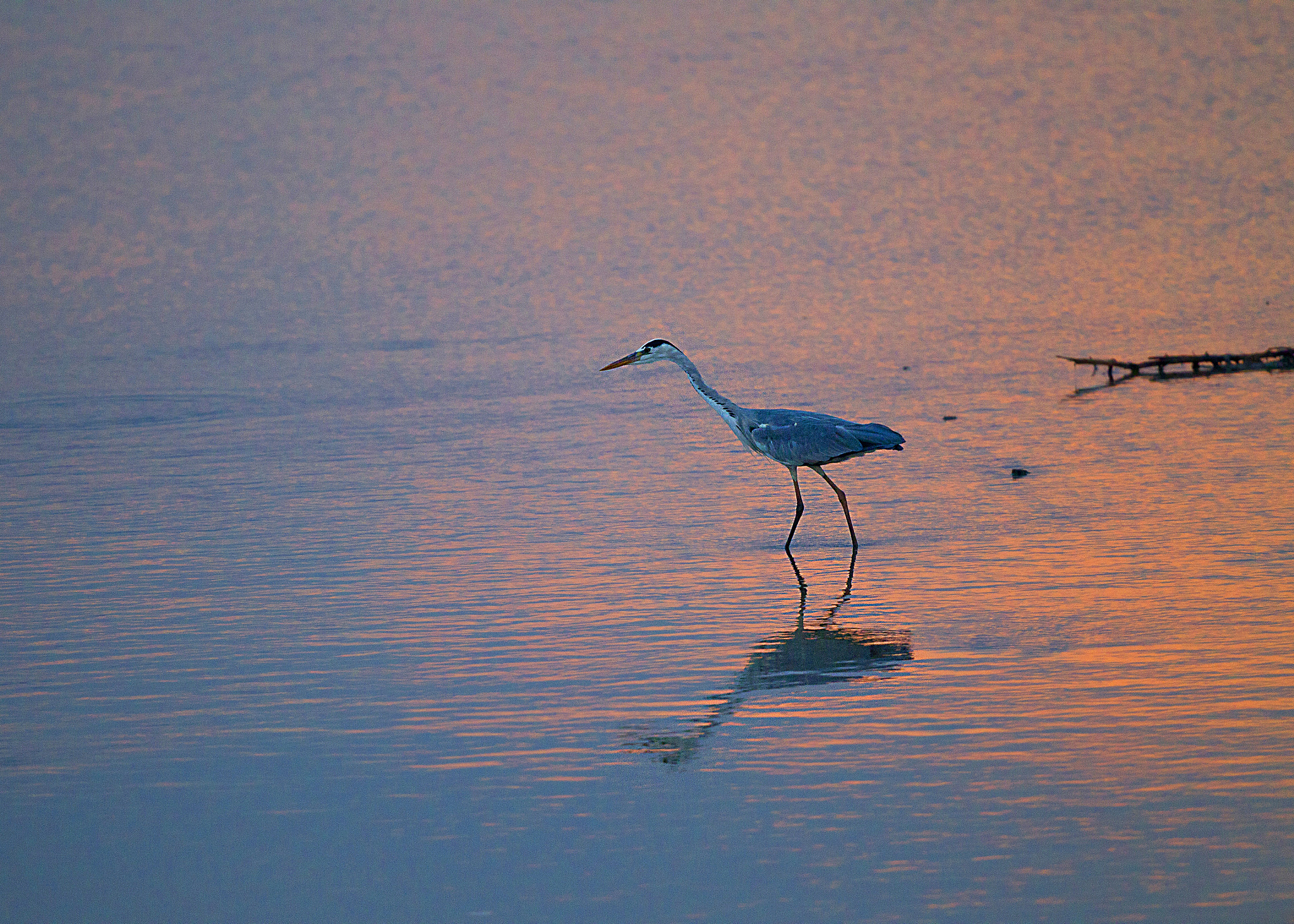 Canon EF 500mm F4L IS II USM sample photo. Heron at sunset photography