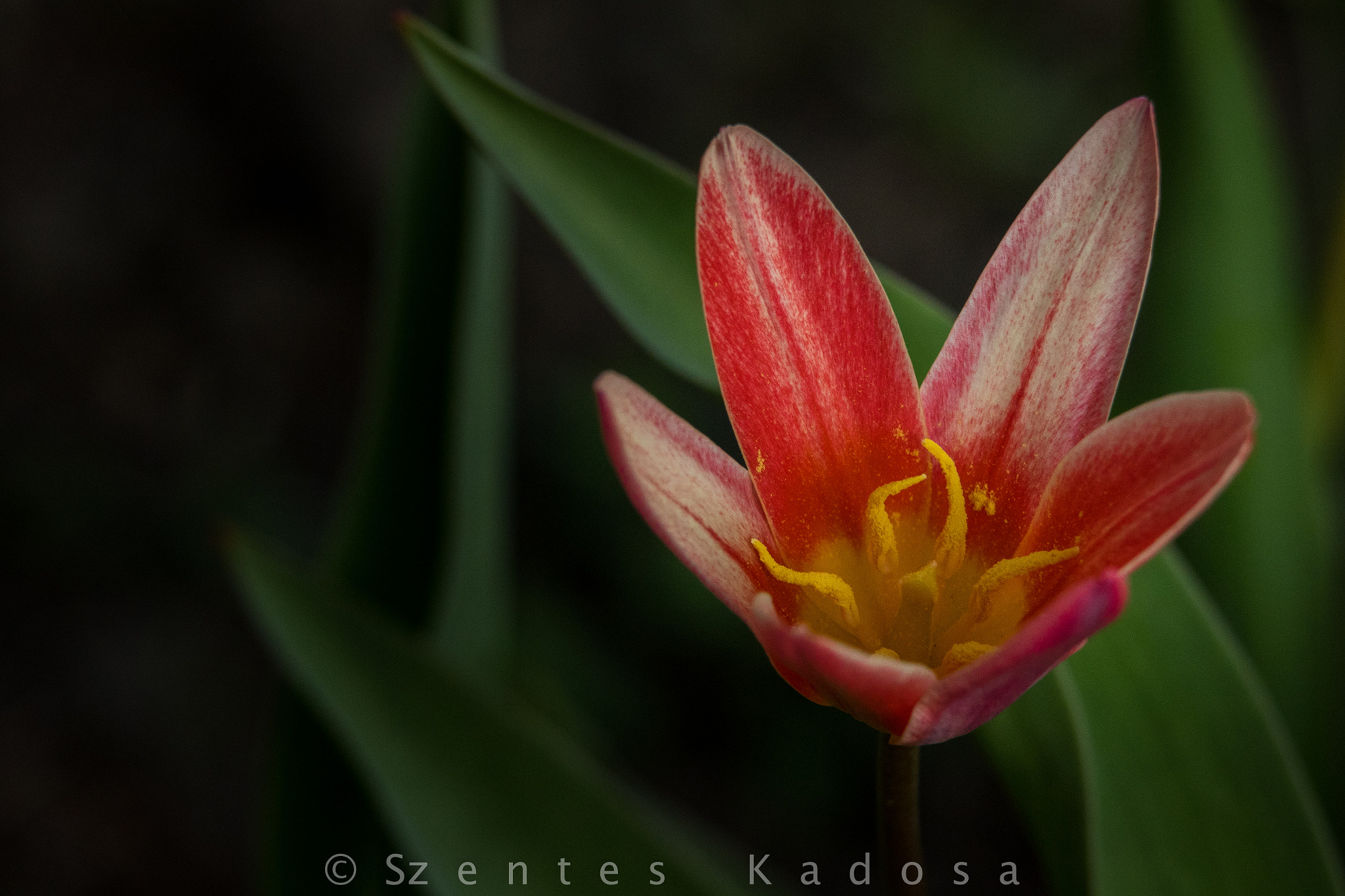 Canon EOS 7D Mark II + Sigma APO 50-150mm f/2.8 [II] EX DC HSM sample photo. Tulip photography