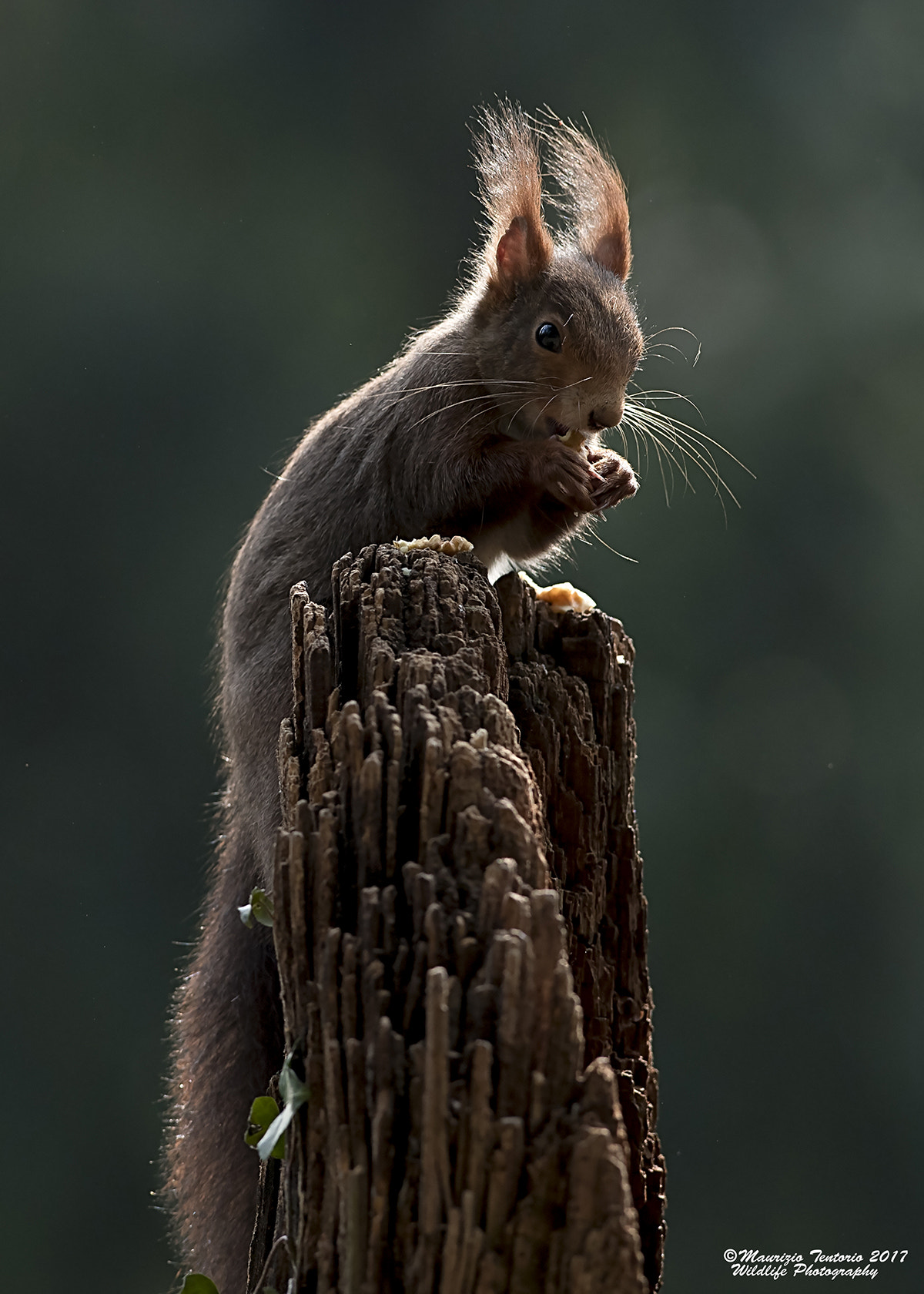 Nikon D5 + Nikon AF-S Nikkor 300mm F2.8G ED VR II sample photo. Scoiattolo rosso sciurus vulgaris photography