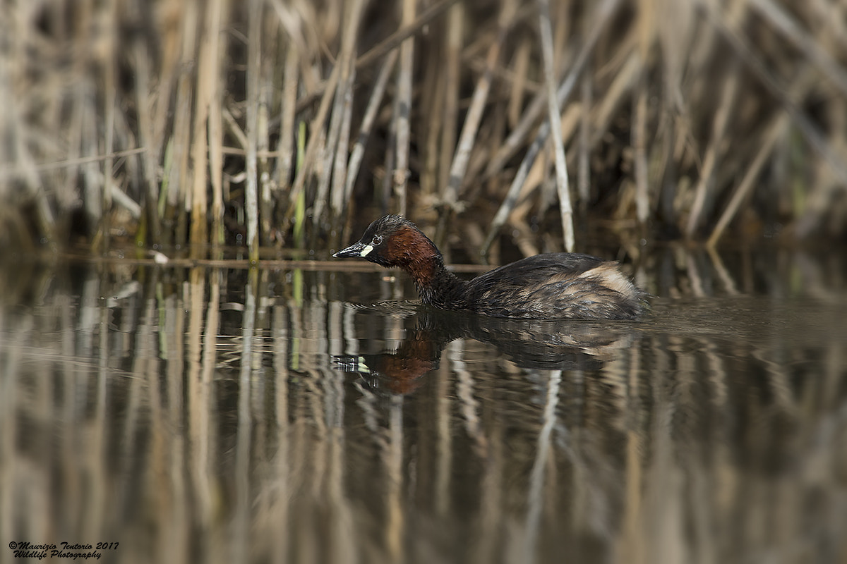 Nikon D5 sample photo. Tuffetto tachybaptus ruficollis photography