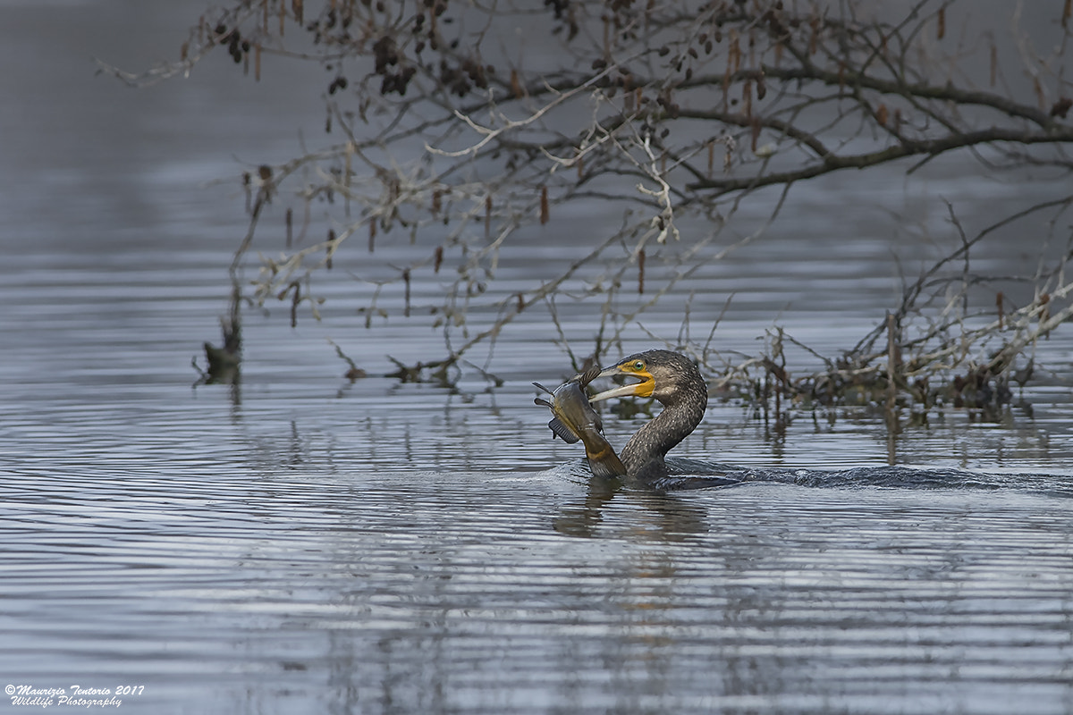 Nikon D5 + Nikon AF-S Nikkor 300mm F2.8G ED VR II sample photo. Cormorano phalacrocorax carbo photography