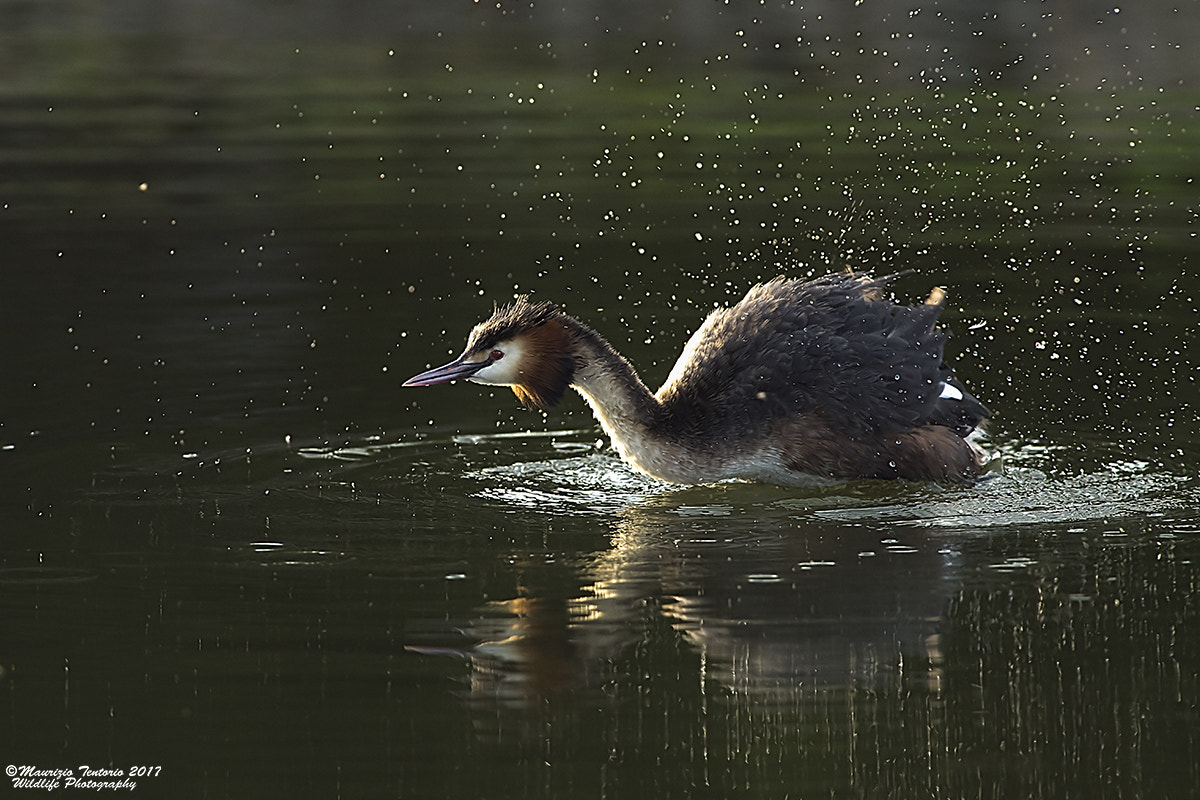 Nikon D5 + Nikon AF-S Nikkor 300mm F2.8G ED VR II sample photo. Svasso podiceps cristatus photography