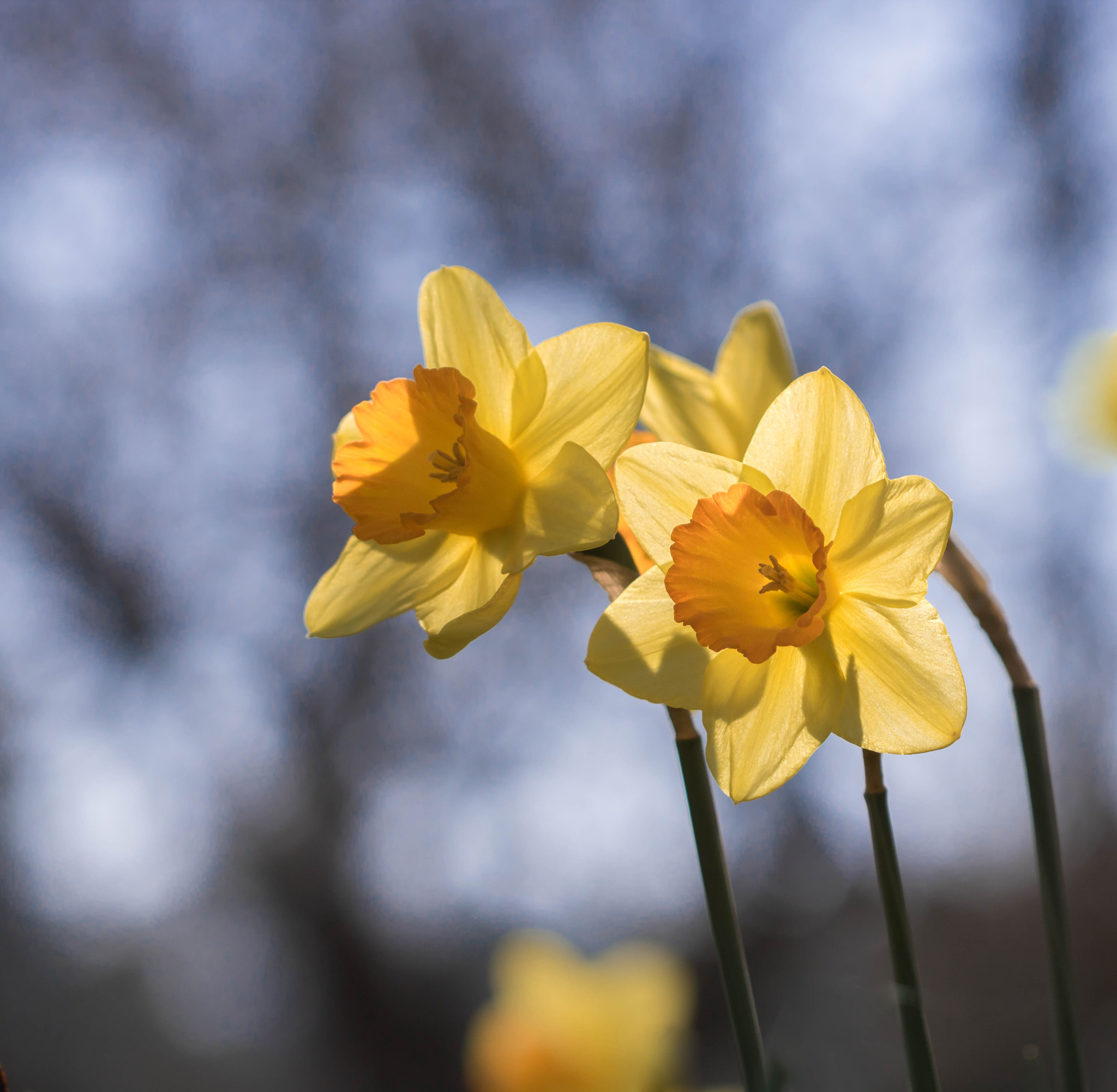 Canon EOS 760D (EOS Rebel T6s / EOS 8000D) + Canon EF 100mm F2.8L Macro IS USM sample photo. Daffodil in the evening light photography