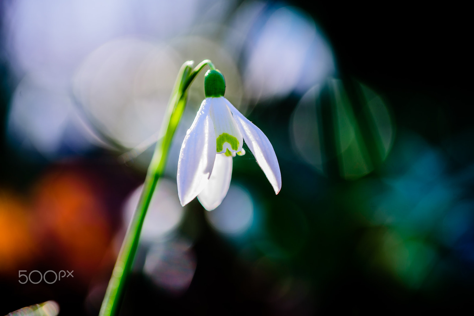 Sigma 105mm F2.8 EX DG OS HSM sample photo. Early sunlight photography