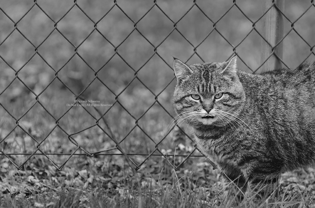 Nikon D7000 sample photo. Feral cat photography