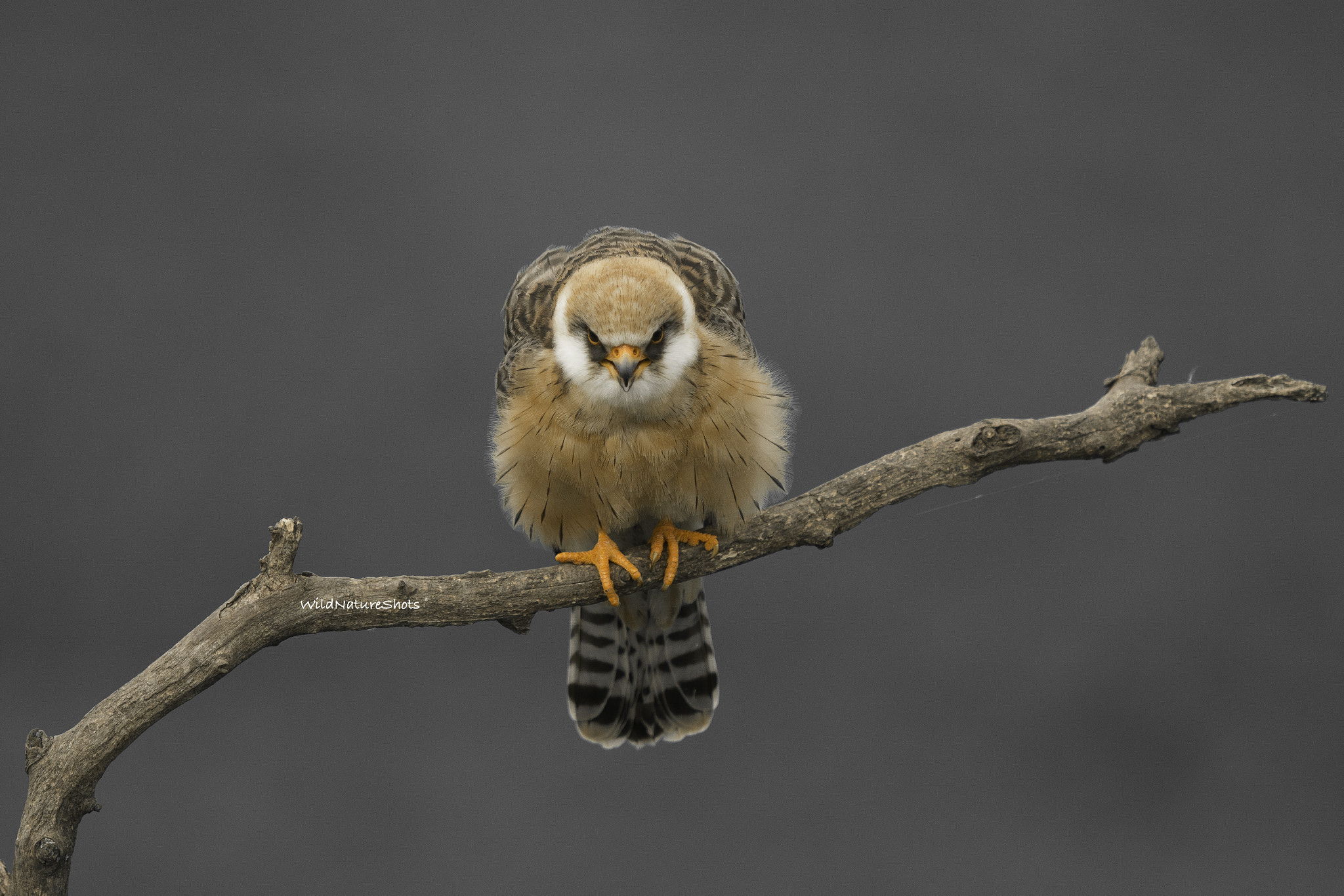 Nikon AF-S Nikkor 300mm F2.8G ED VR II sample photo. Red footed falcon photography