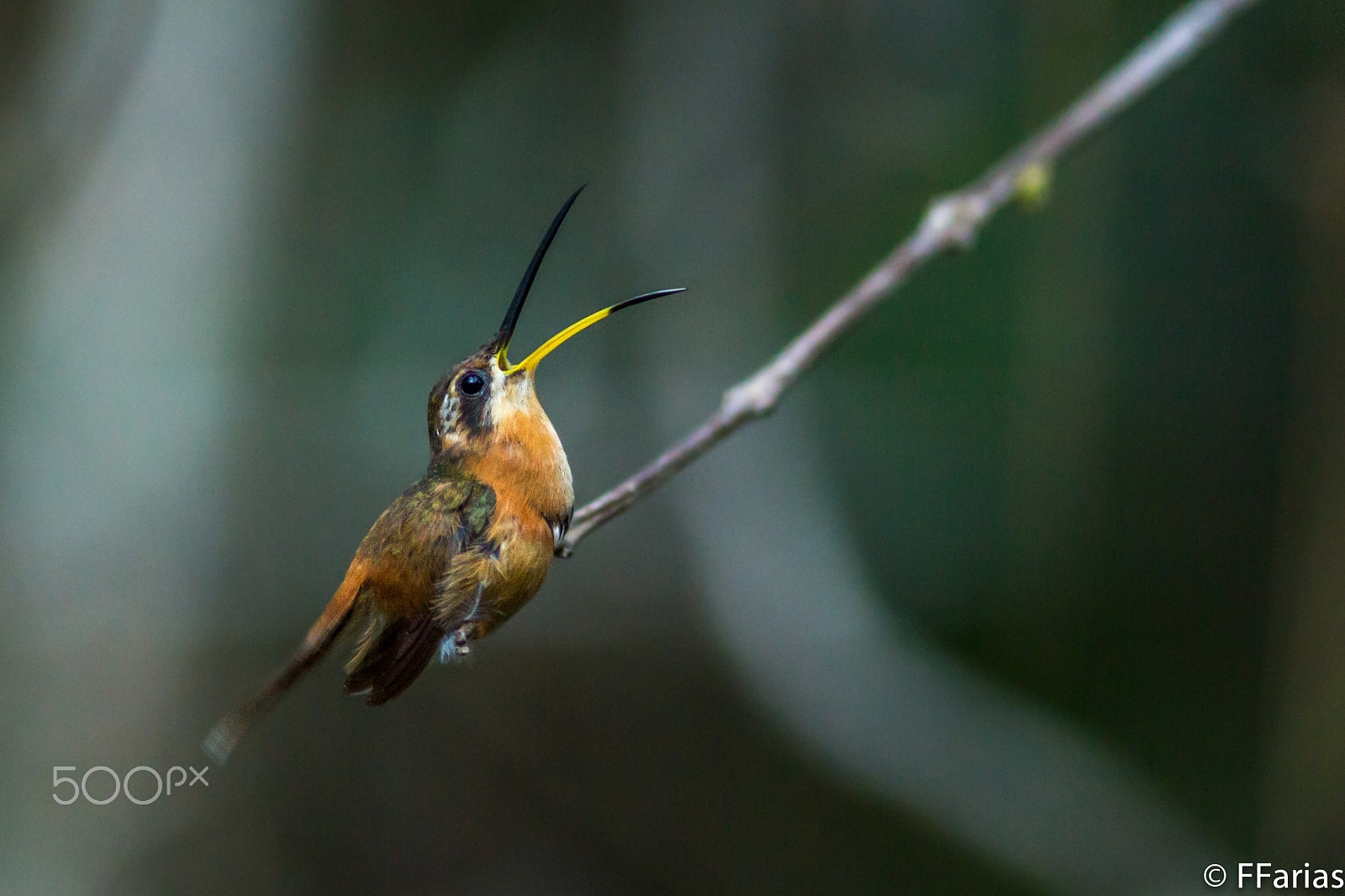 Canon EOS 60D + Canon EF 300mm F4L IS USM sample photo. Reedish hermit (phaethornis ruber) photography