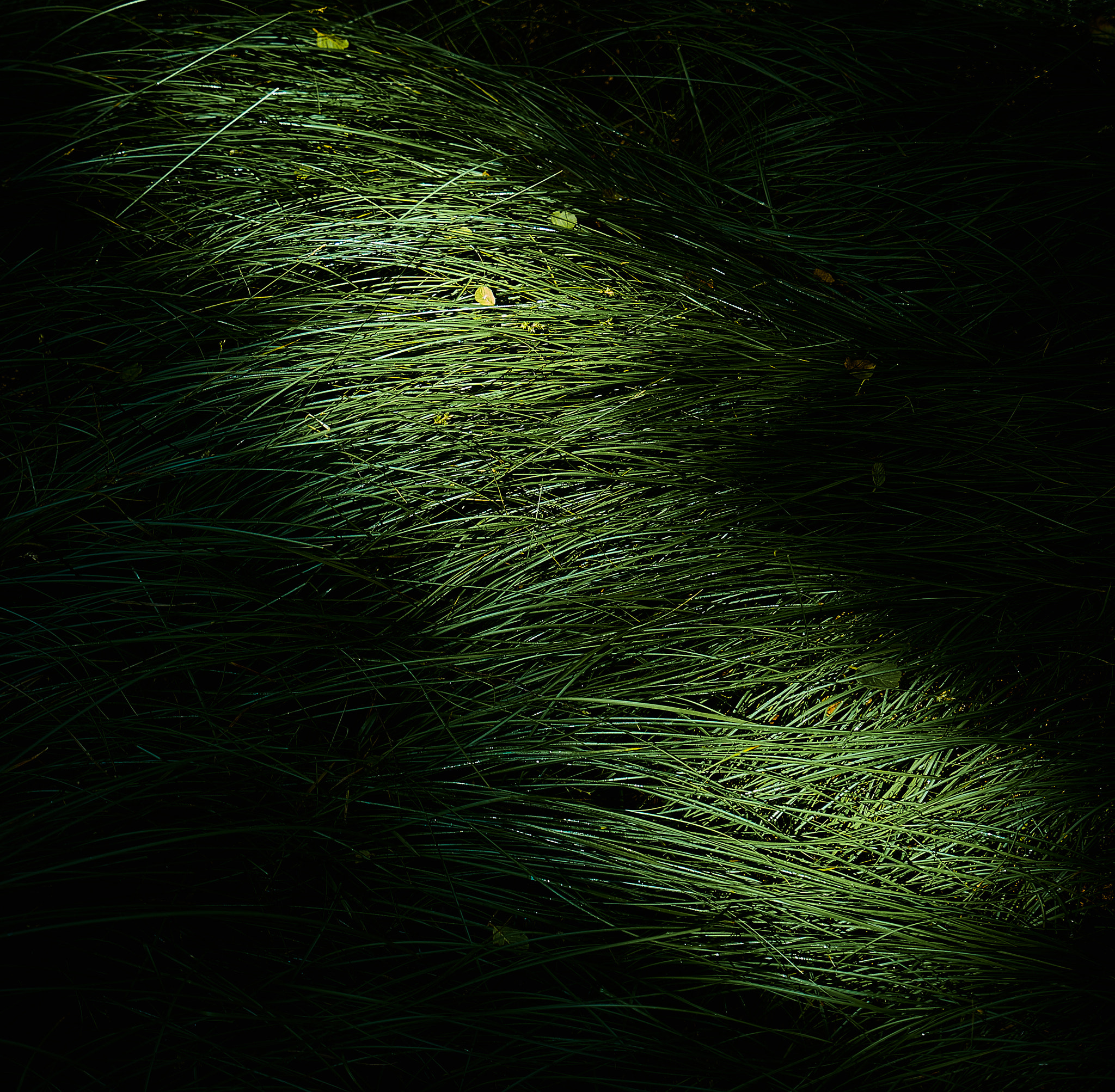 Sony a7 + Sony Vario-Tessar T* FE 16-35mm F4 ZA OSS sample photo. Grass 1 photography
