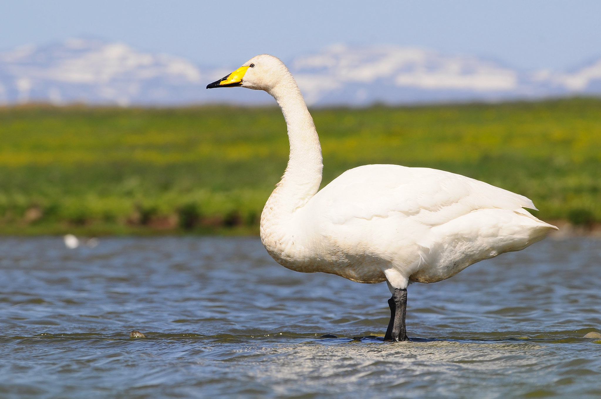 Nikon D90 + Nikon AF-S Nikkor 300mm F4D ED-IF sample photo. The whooper swan (cygnus cygnus) photography