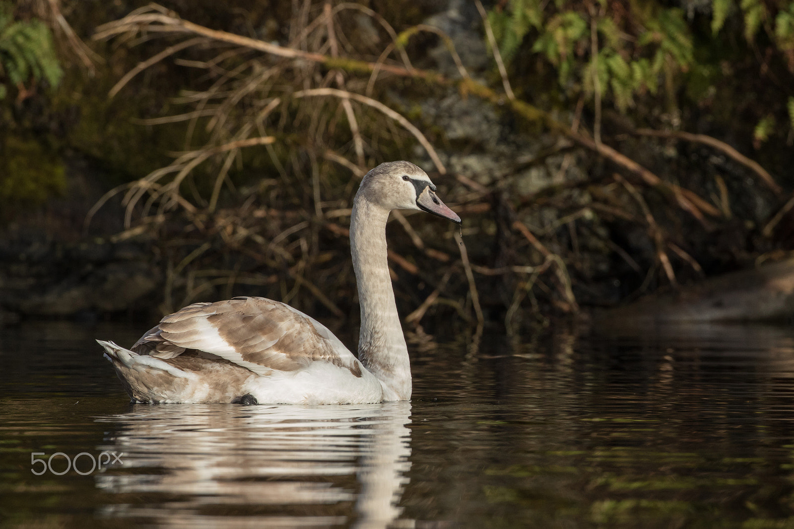 Canon EOS 7D Mark II + Canon EF 500mm F4L IS USM sample photo. Young swan photography
