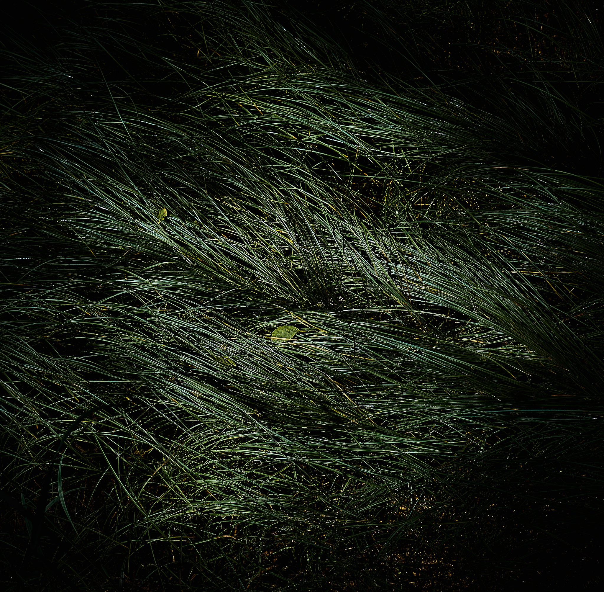 Sony a7 + Sony Vario-Tessar T* FE 16-35mm F4 ZA OSS sample photo. Grass 2 photography