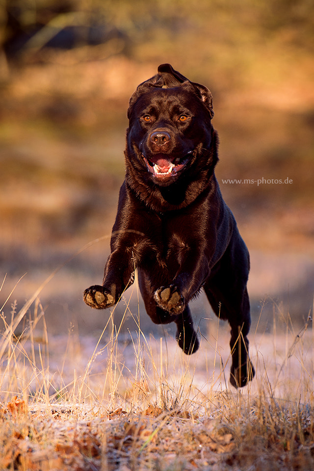 Nikon AF-S Nikkor 70-200mm F2.8G ED VR II sample photo. Cuba photography