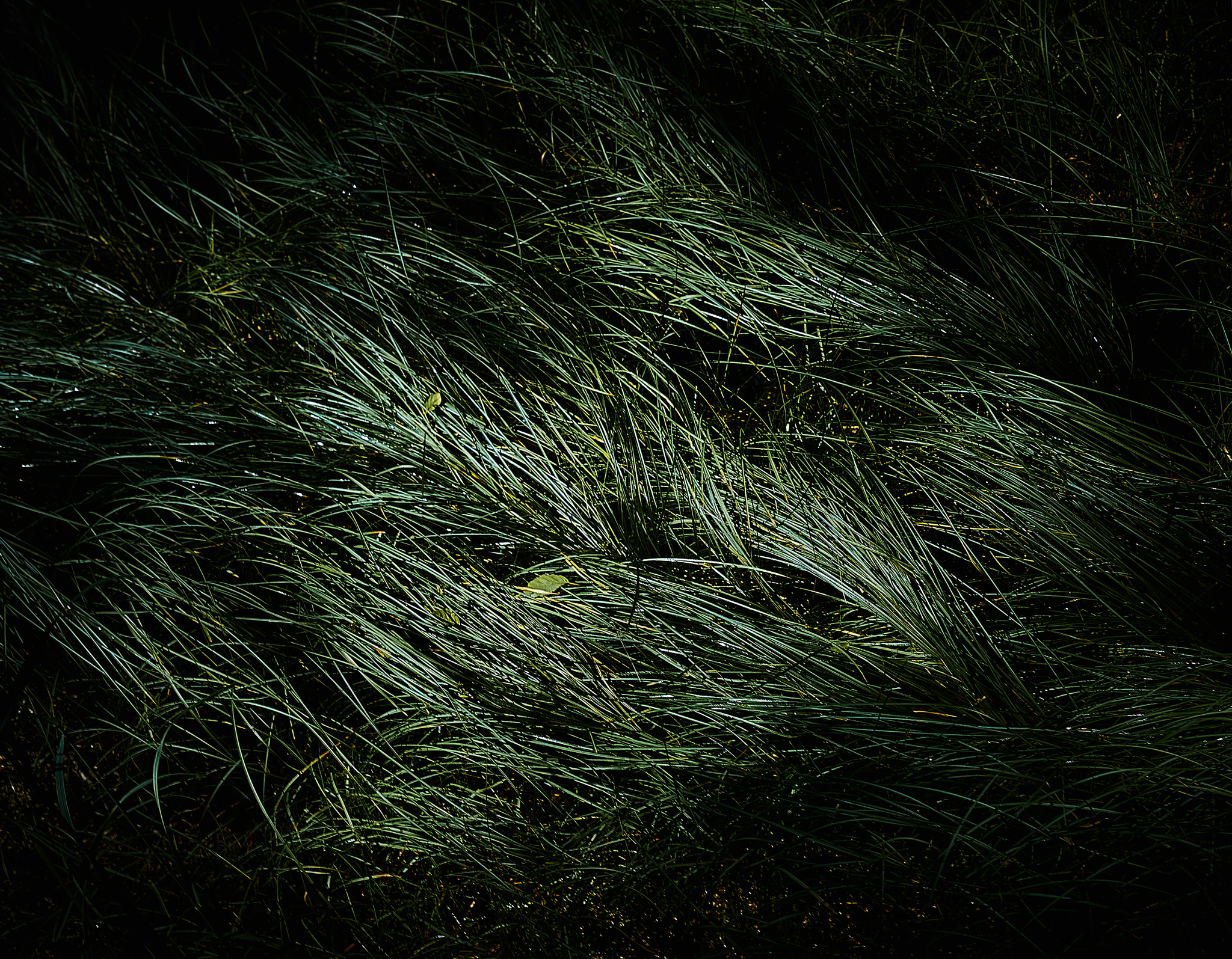 Sony a7 sample photo. Grass 3 photography