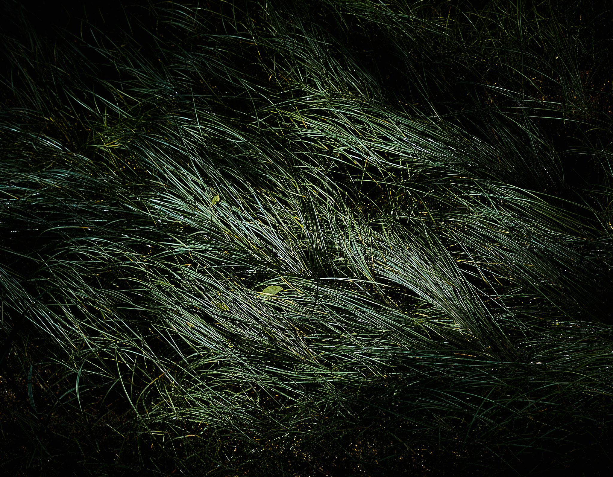 Sony a7 + Sony Vario-Tessar T* FE 16-35mm F4 ZA OSS sample photo. Grass 3 photography