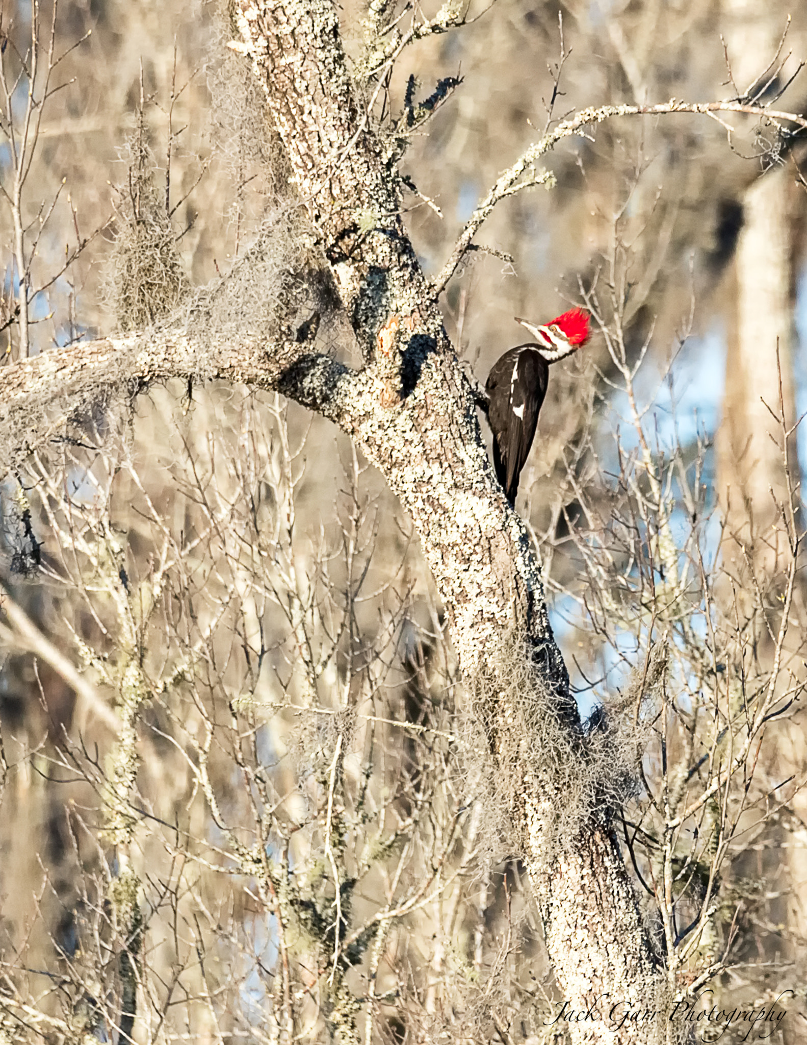 Canon EOS-1D X Mark II sample photo. Pileated woodpecker in swamp photography