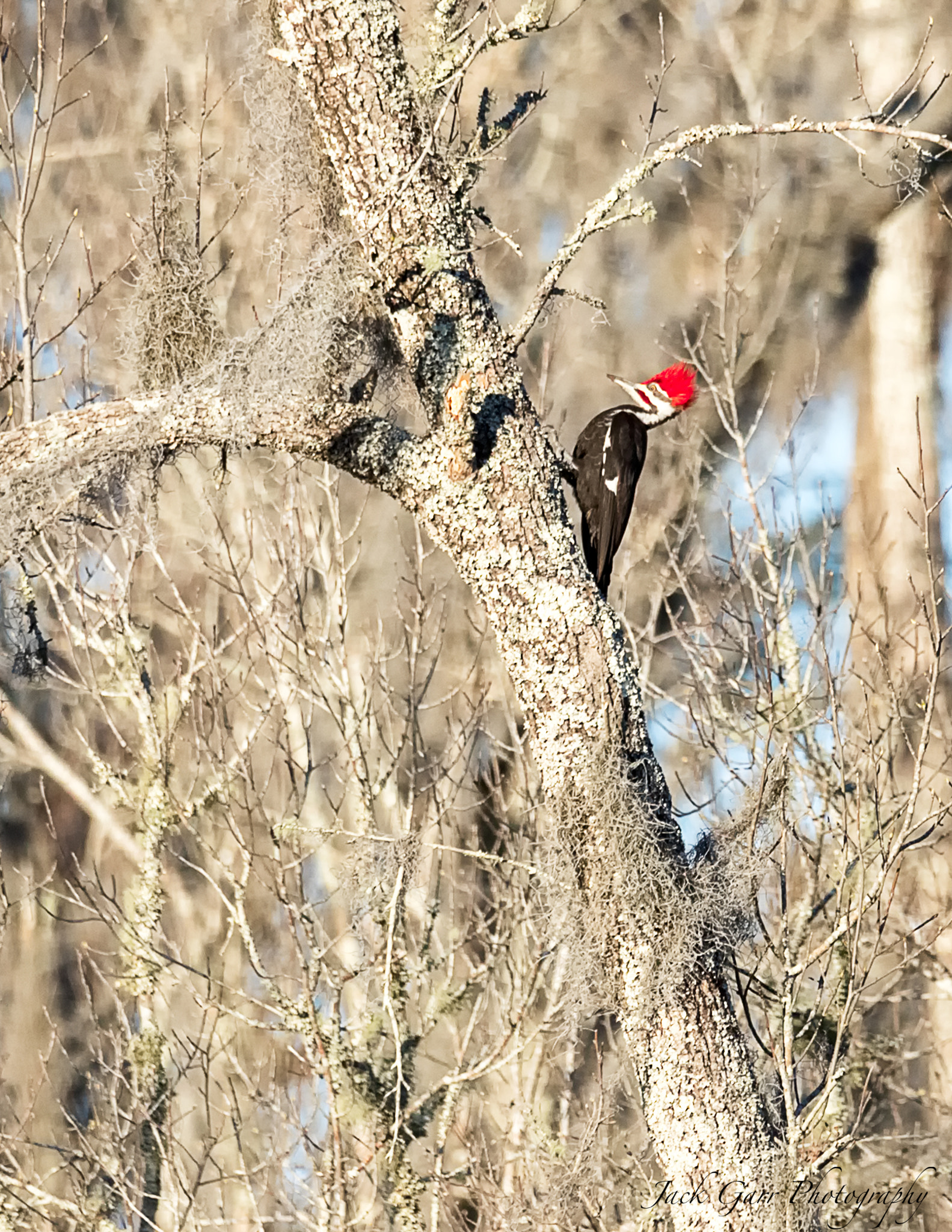 150-600mm F5-6.3 DG OS HSM | Sports 014 sample photo. Pileated woodpecker in swamp photography